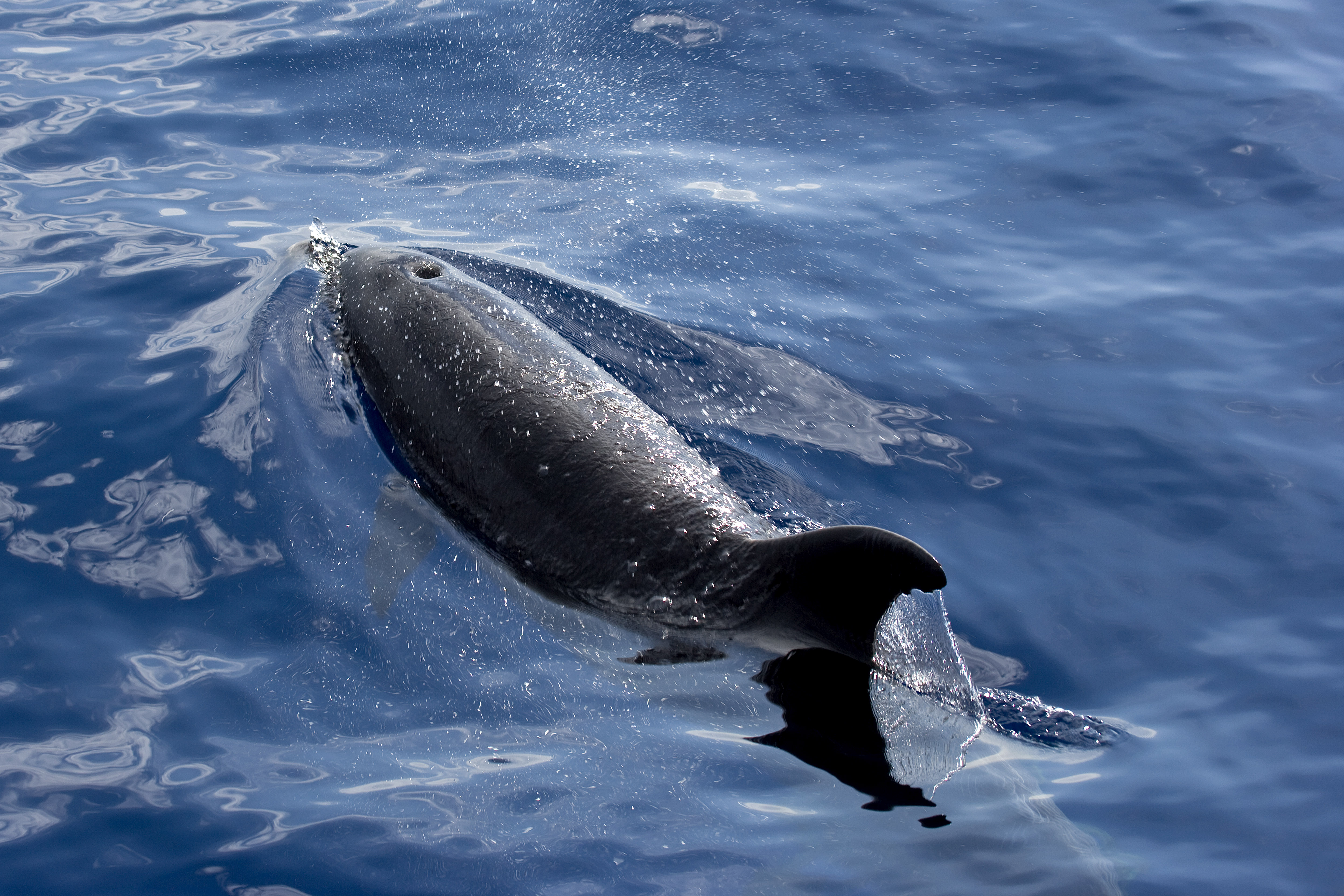 Légzőnyílását mutató palackorrú delfin