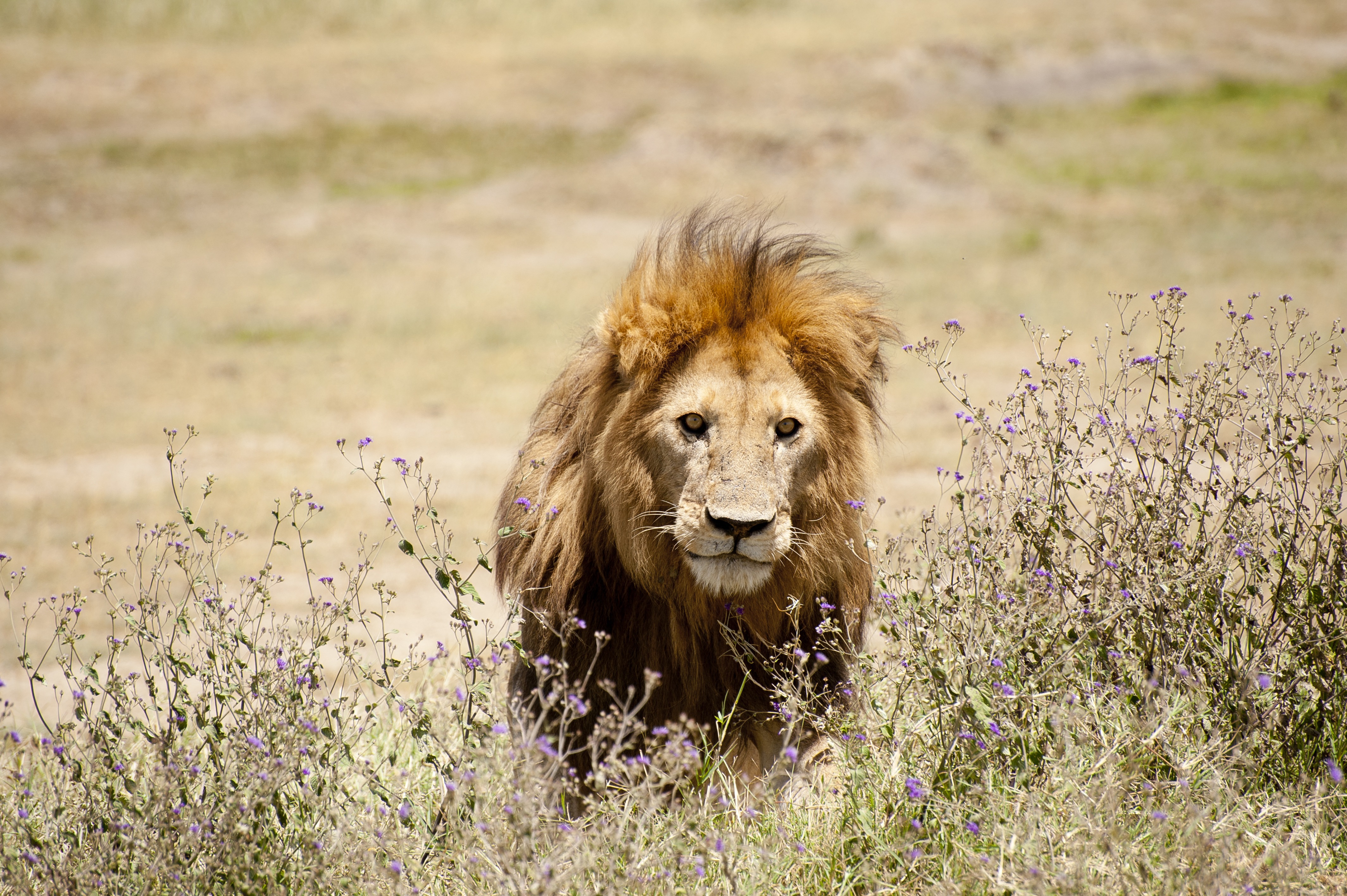 Kiszökött a kifutóból egy oroszlán a Veresegyházi Medveotthonban