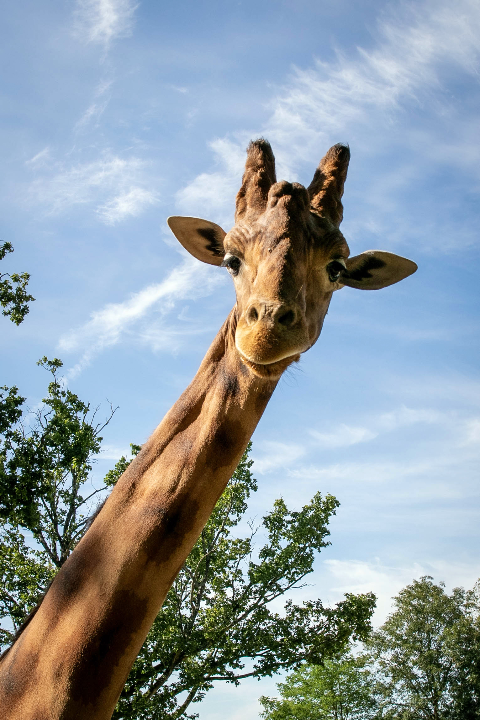 Így lett idén nyáron veszélyeztetett állat a zsiráf