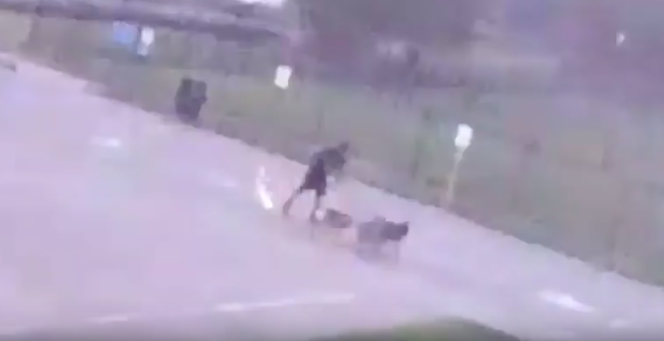 Mázli: pont az állatkórház előtt sétáltatta a kutyáit, amikor megcsapta a villám, megmentették