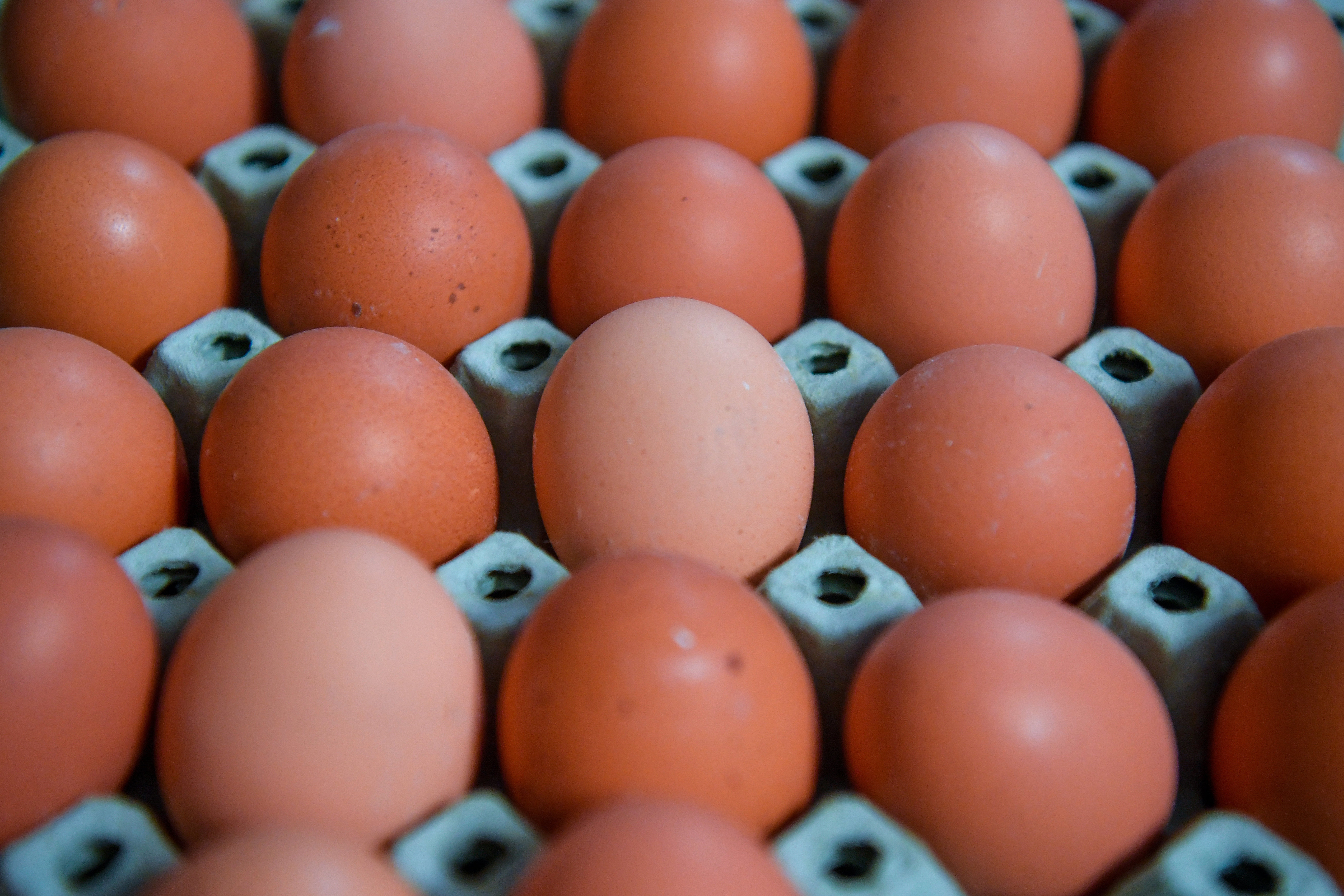 Már középtávon tojáshiányhoz vezethet az árstop a Magyar Tojásszövetség szerint