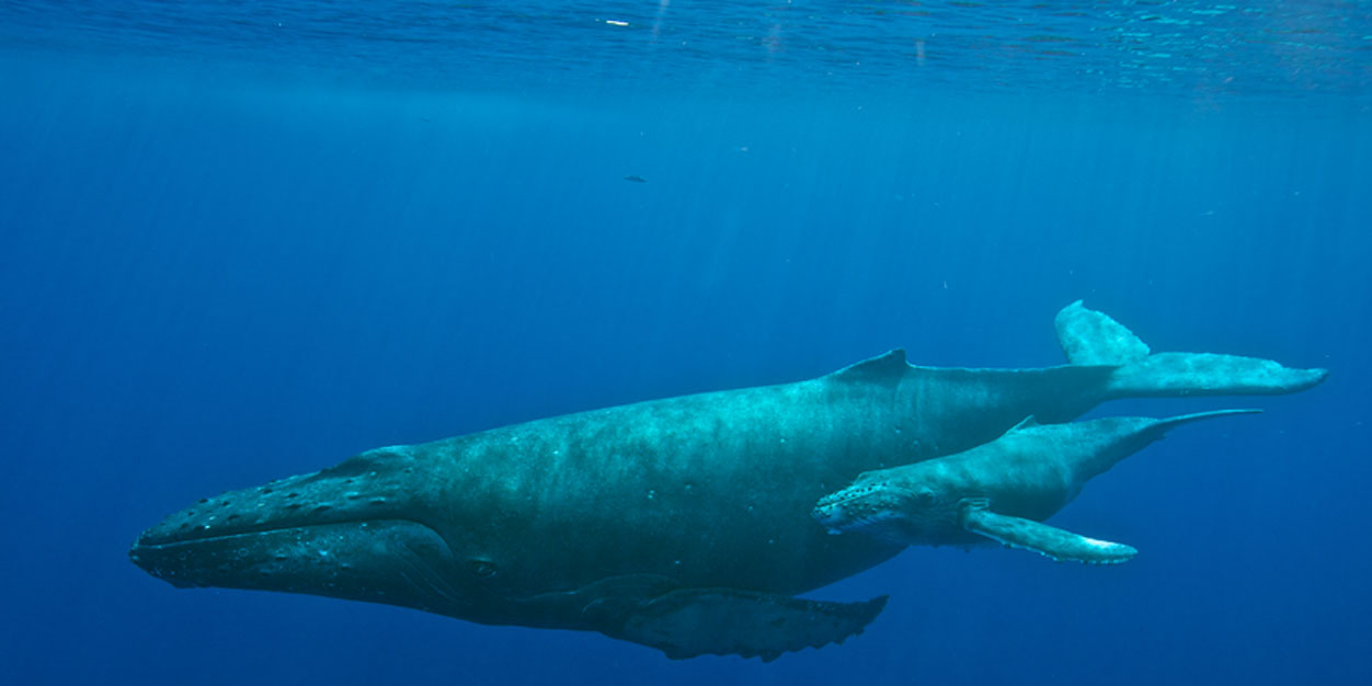 Elképesztő hangokkal kommunikálnak egymással az Atlanti-óceán hosszúszárnyú bálnái