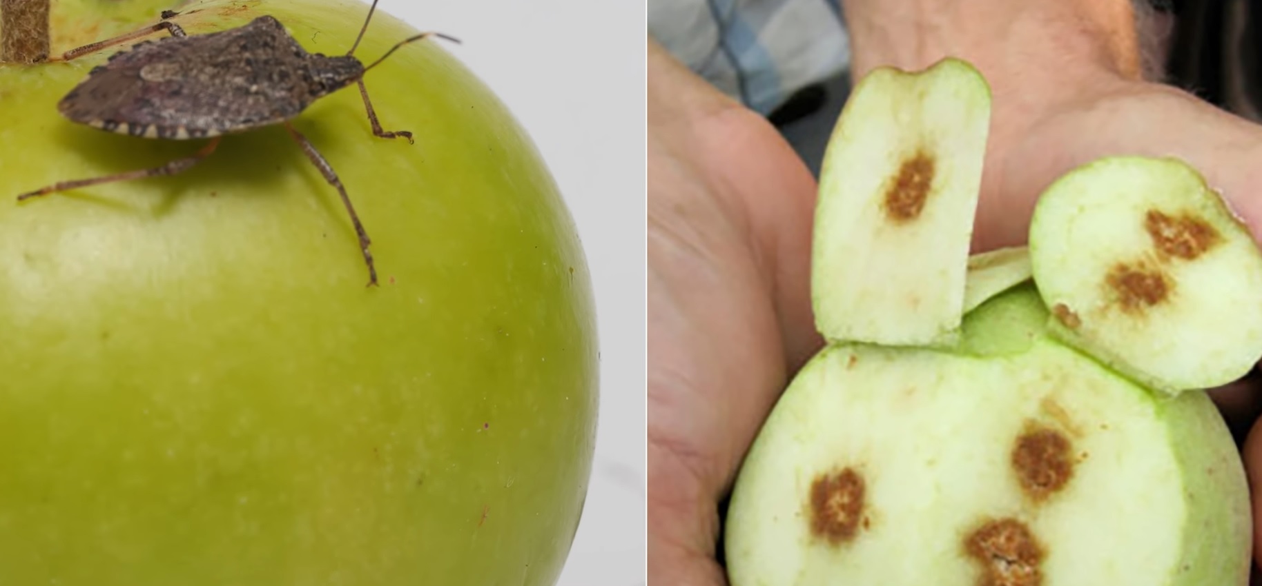 Márványospoloska nyomai almán