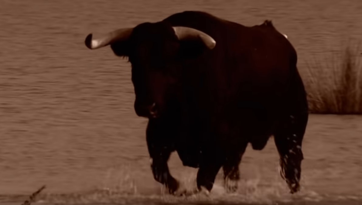 Vágóhídról megszökött bika története tartja izgalomban Horvátországot