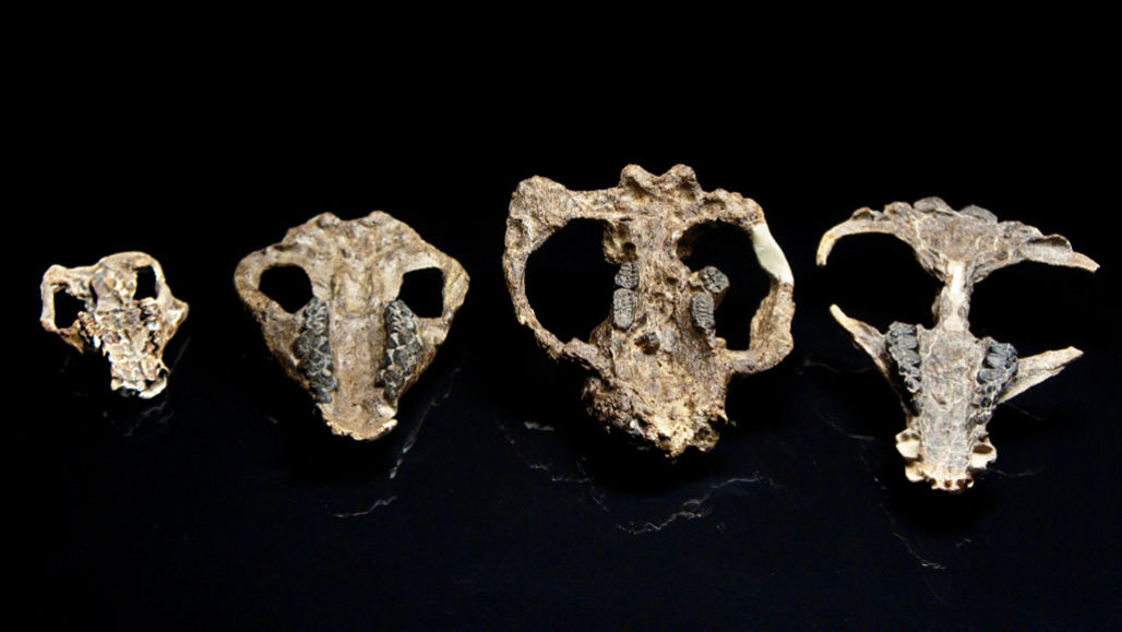 A képen négy, a coloradoi Corral Bluffs lelőhelyen talált emlős koponya látható.