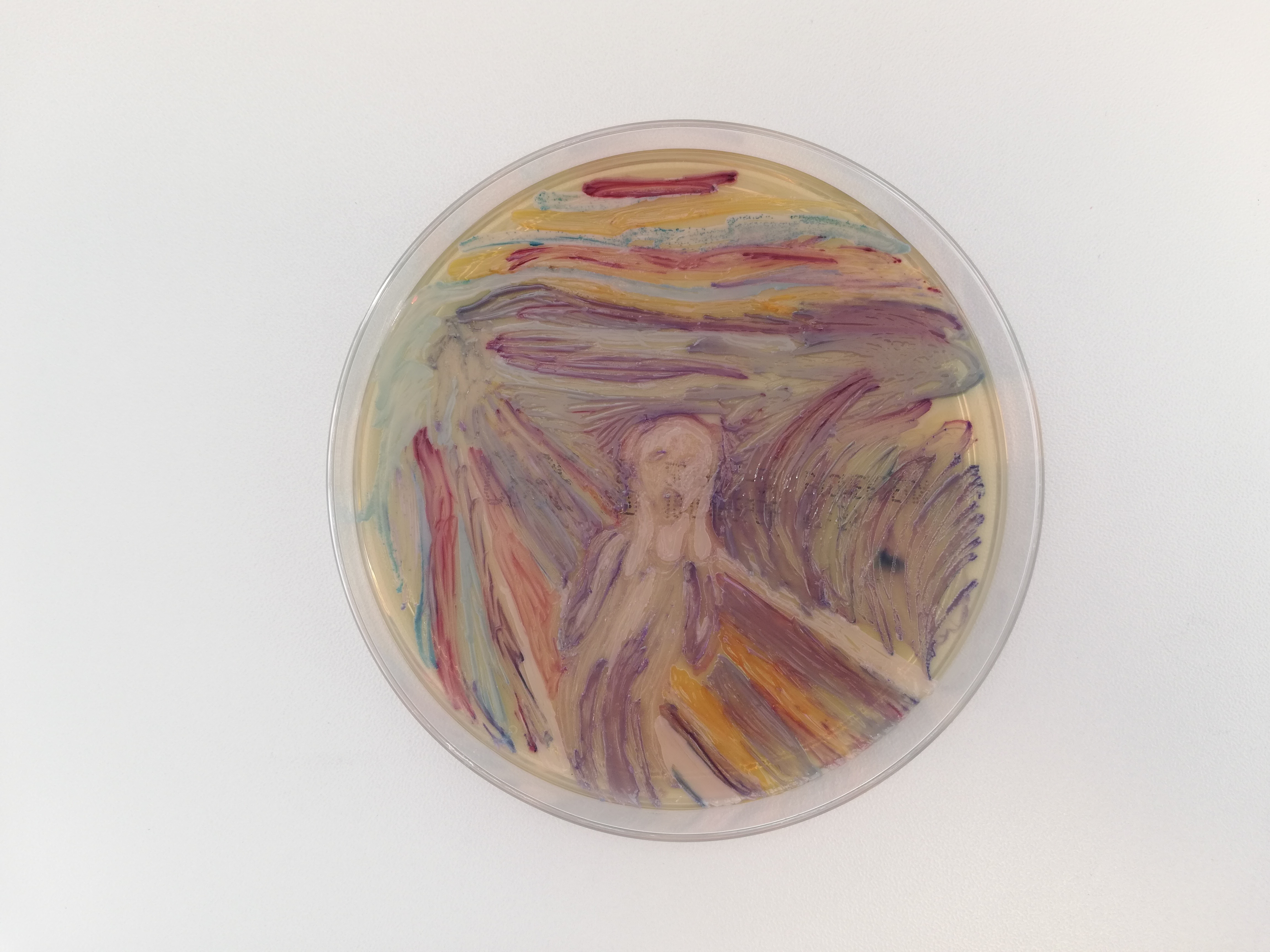 Magyar mikrobiológusok baktériumokból festették meg Munch Sikolyát