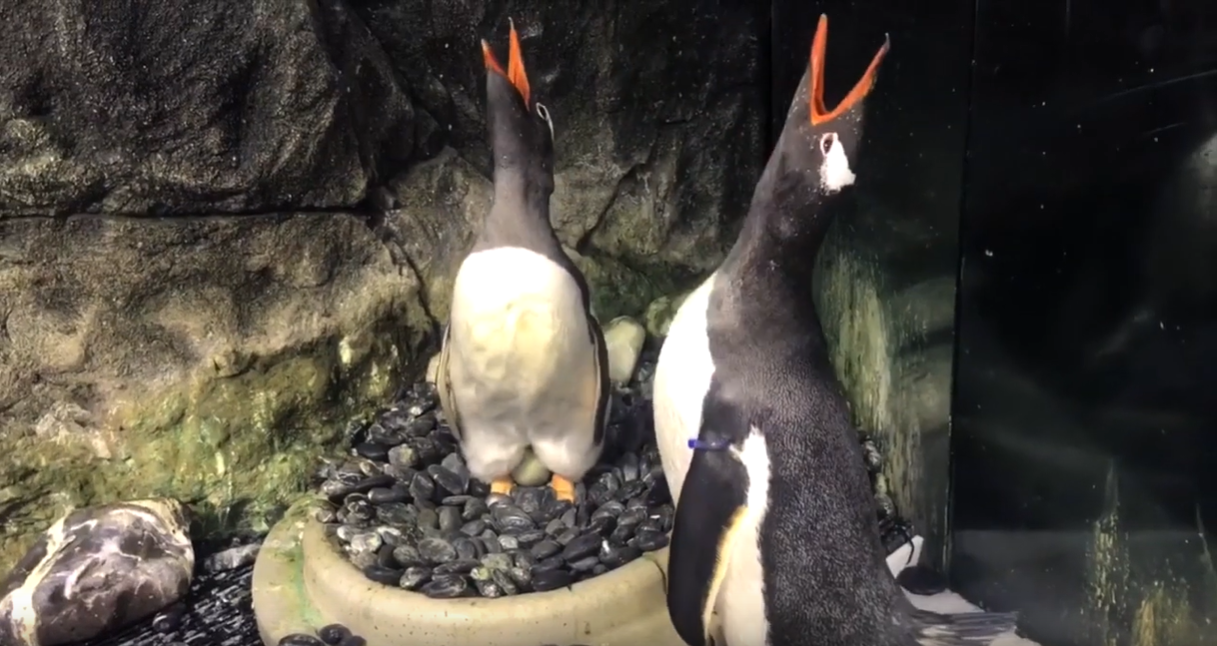 Újra kapott egy kikölteni való tojást az ismert ausztrál meleg pingvinpár