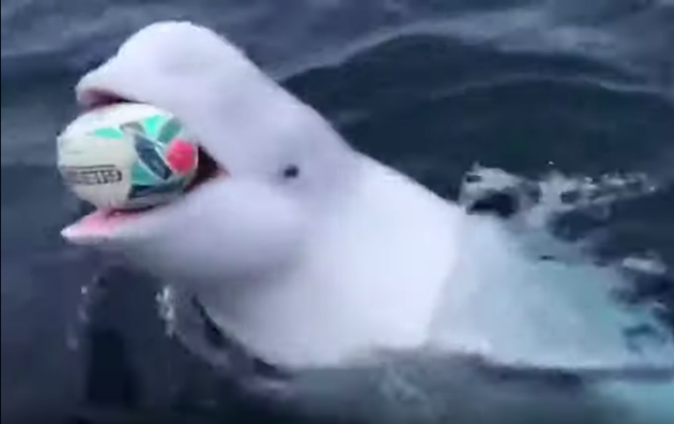 orka