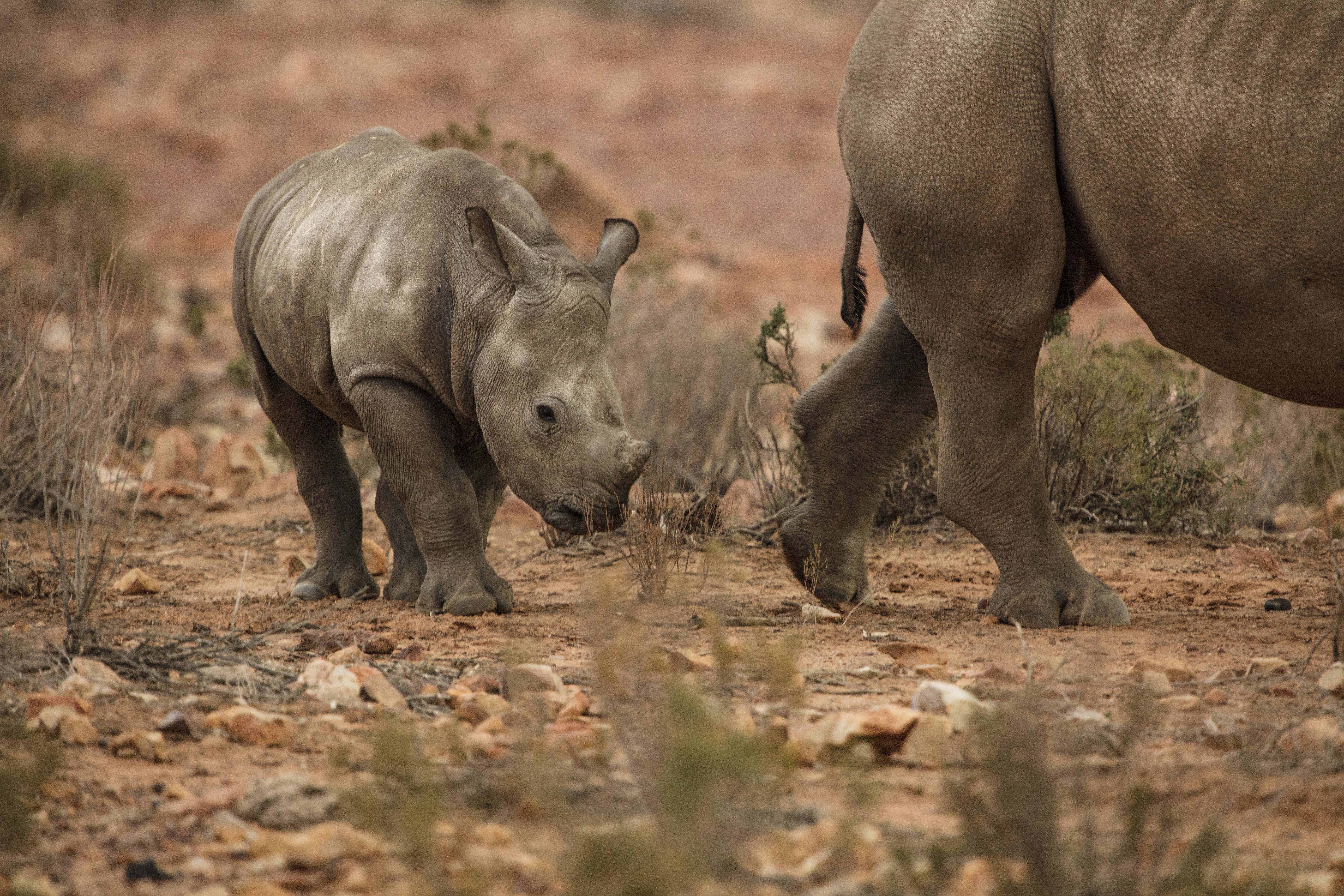Mű-rinocérosztülökkel akarják kielégíteni a kínai gyógyászat veszélyeztetett fajok iránti étvágyát