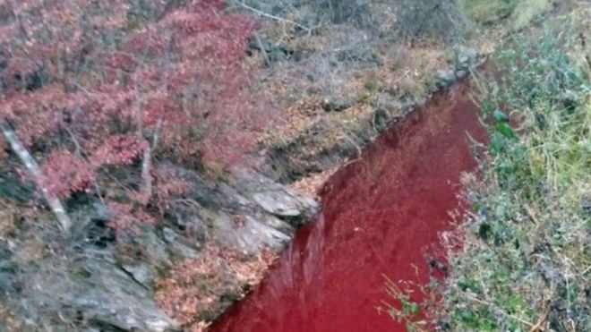 Vörössé vált a disznóvértől egy folyó Dél-Koreában