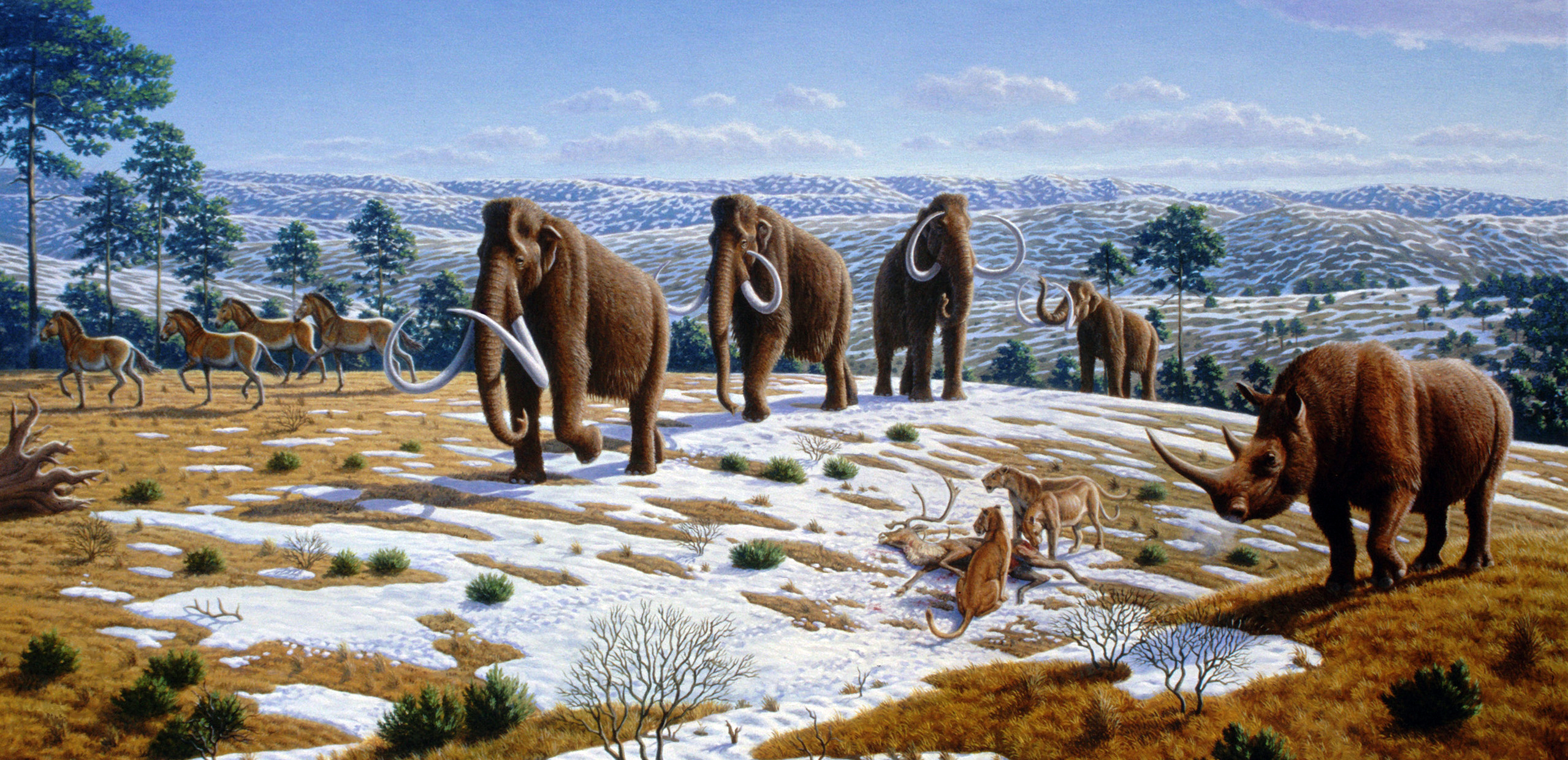 A jégkorszaki megafauna Európában: gyapjas mamutok, gyapjas orrszarvúk, barlangi oroszlánok.