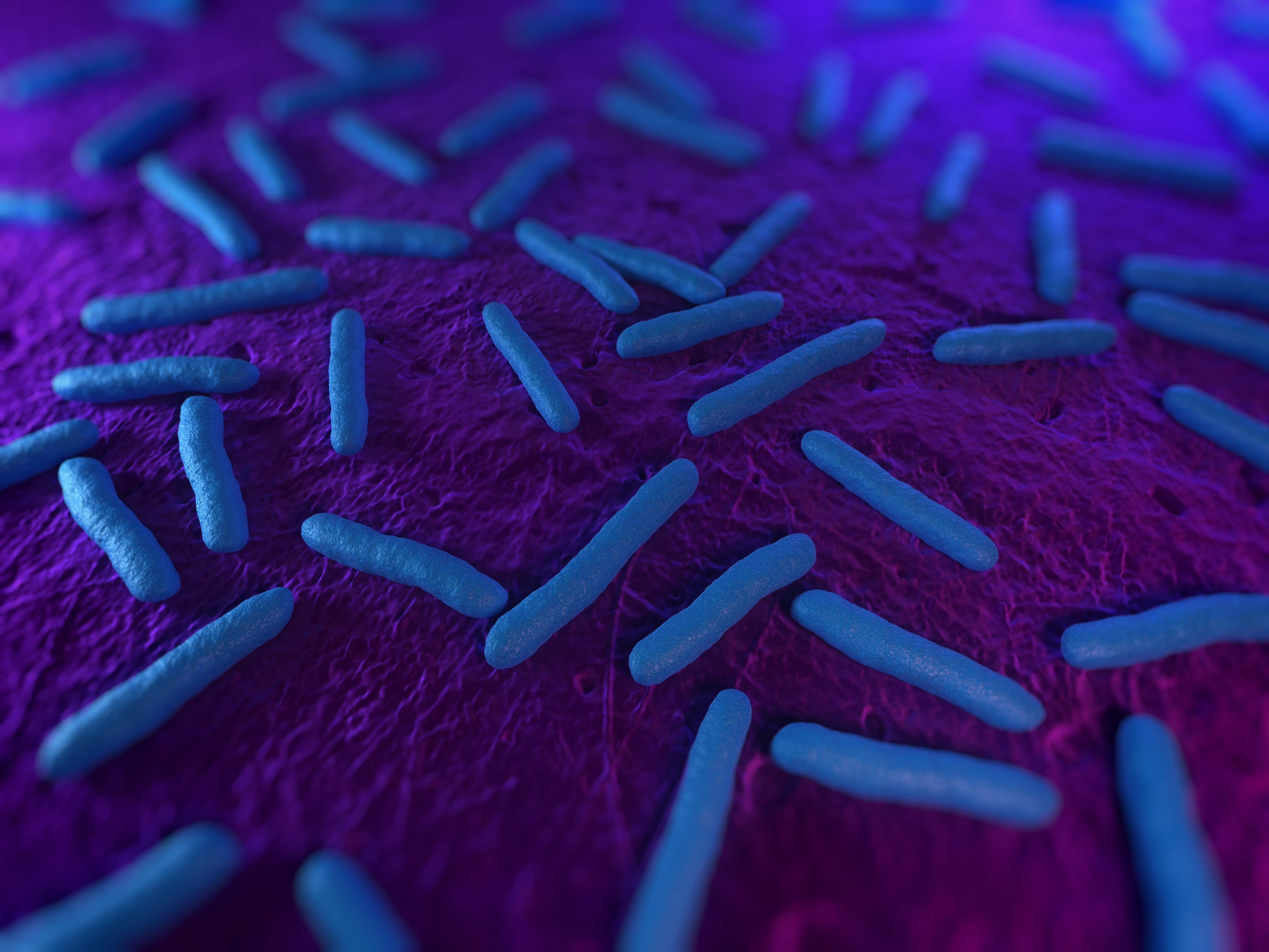 Az E. coli baktérium illusztrációja