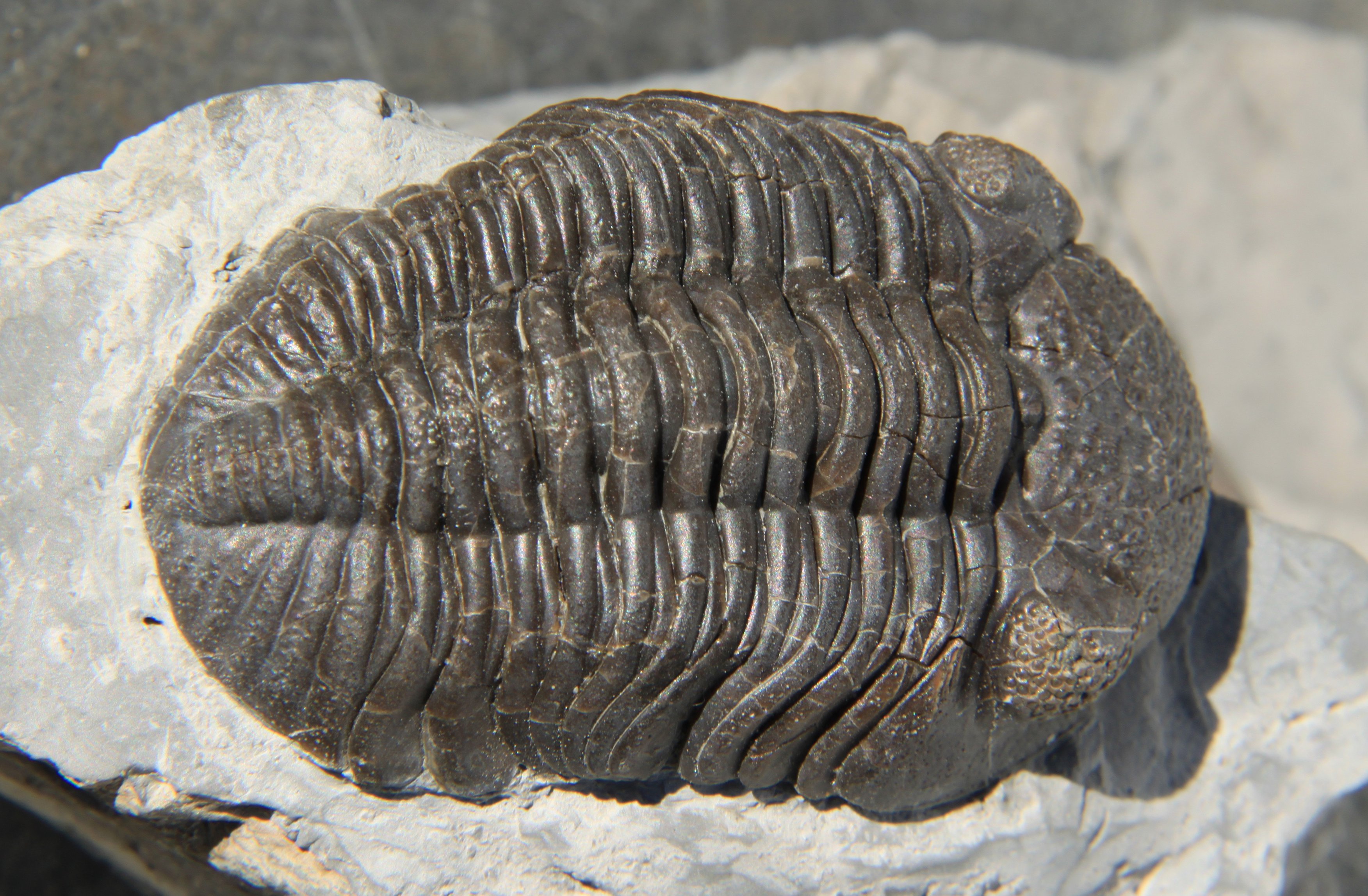 A Phacops rana trilobita fosszilizálódott mészváza