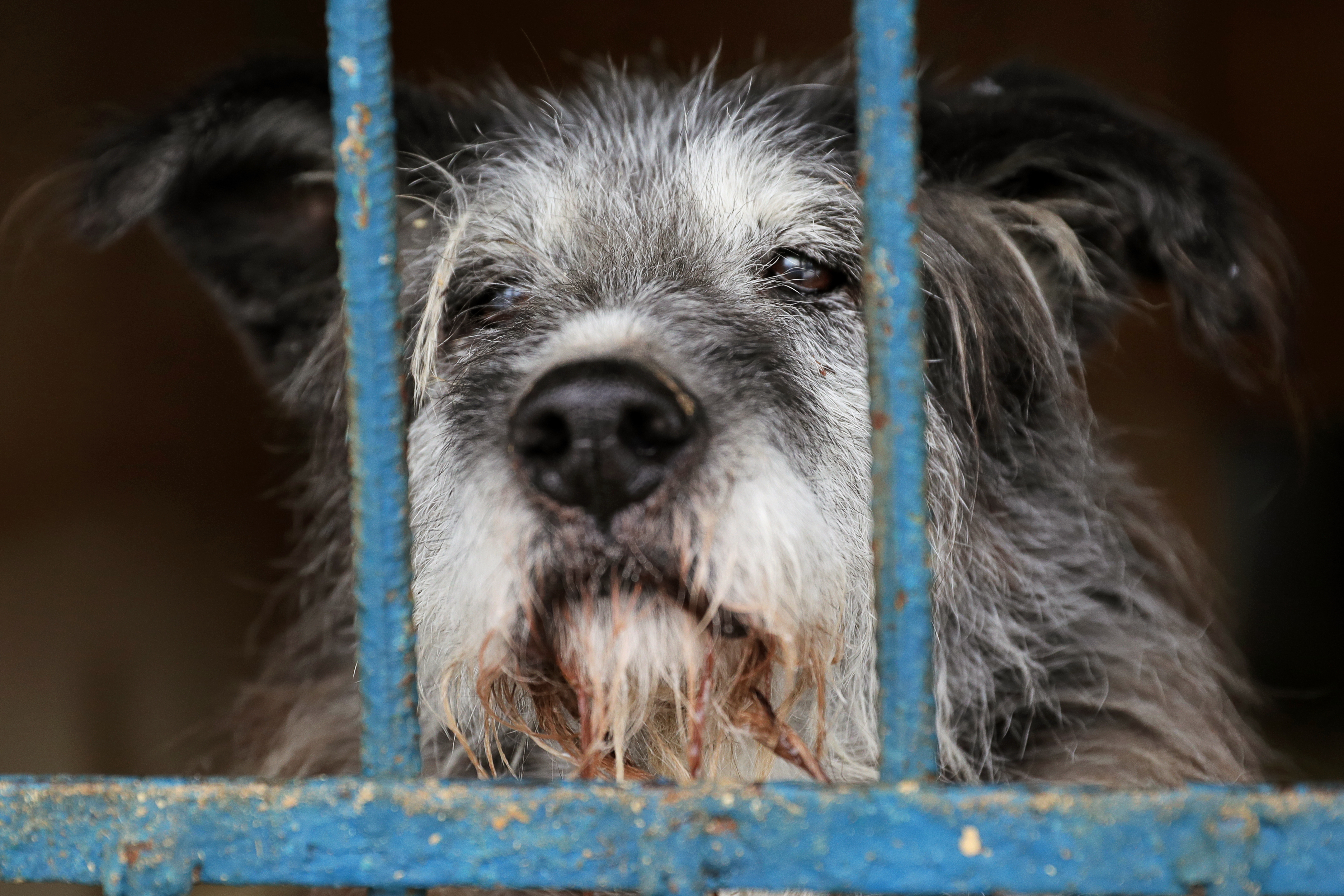 Az állatkínzók mostantól akár hét év börtönbüntetést is kaphatnak Amerikában