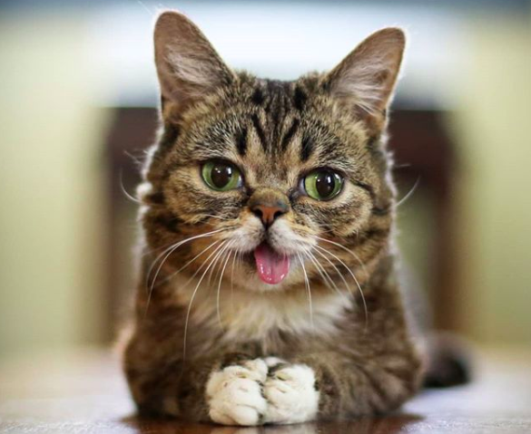 8 éves korában meghalt Lil Bub, az internet egyik leghíresebb macskája