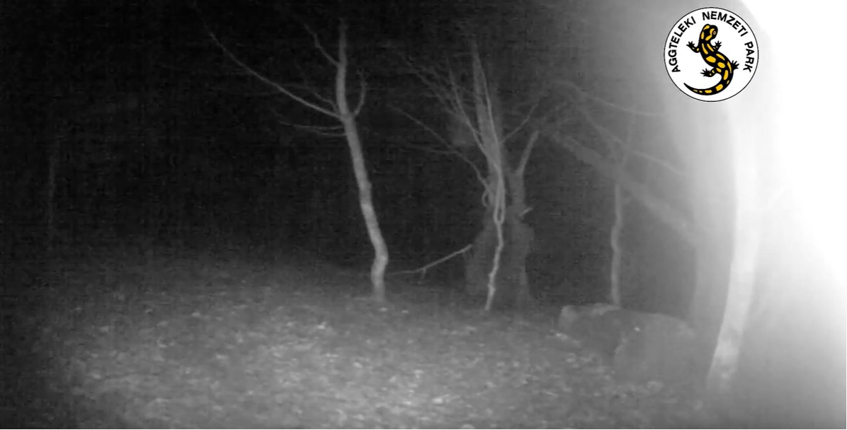 Éjszaka videóra vettek egy medvét az Aggteleki Nemzeti Parkban
