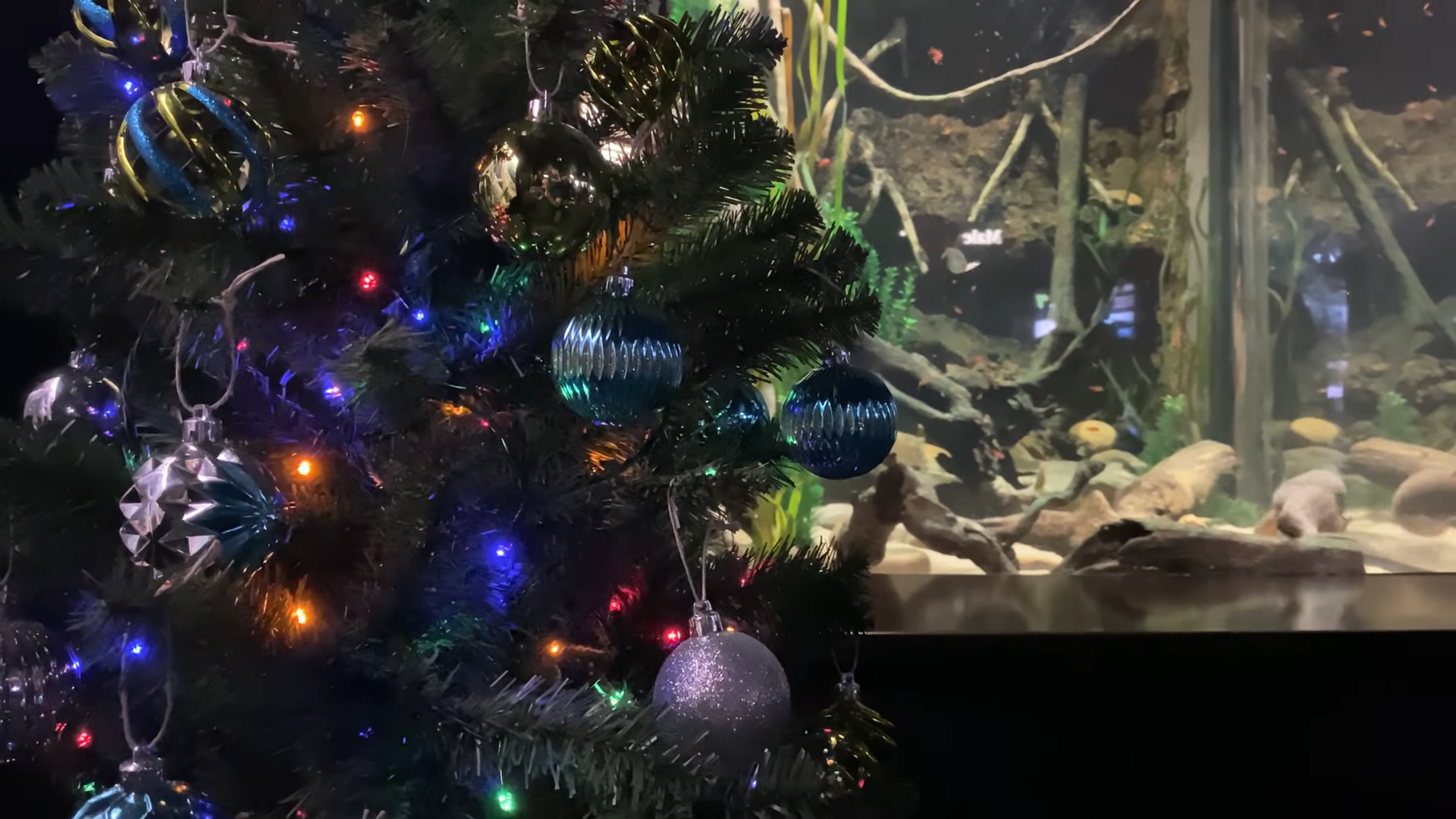 Idén Miguel Wattson, a twitterező elektromos angolna üzemelteti egy amerikai állatkert karácsonyi égőit