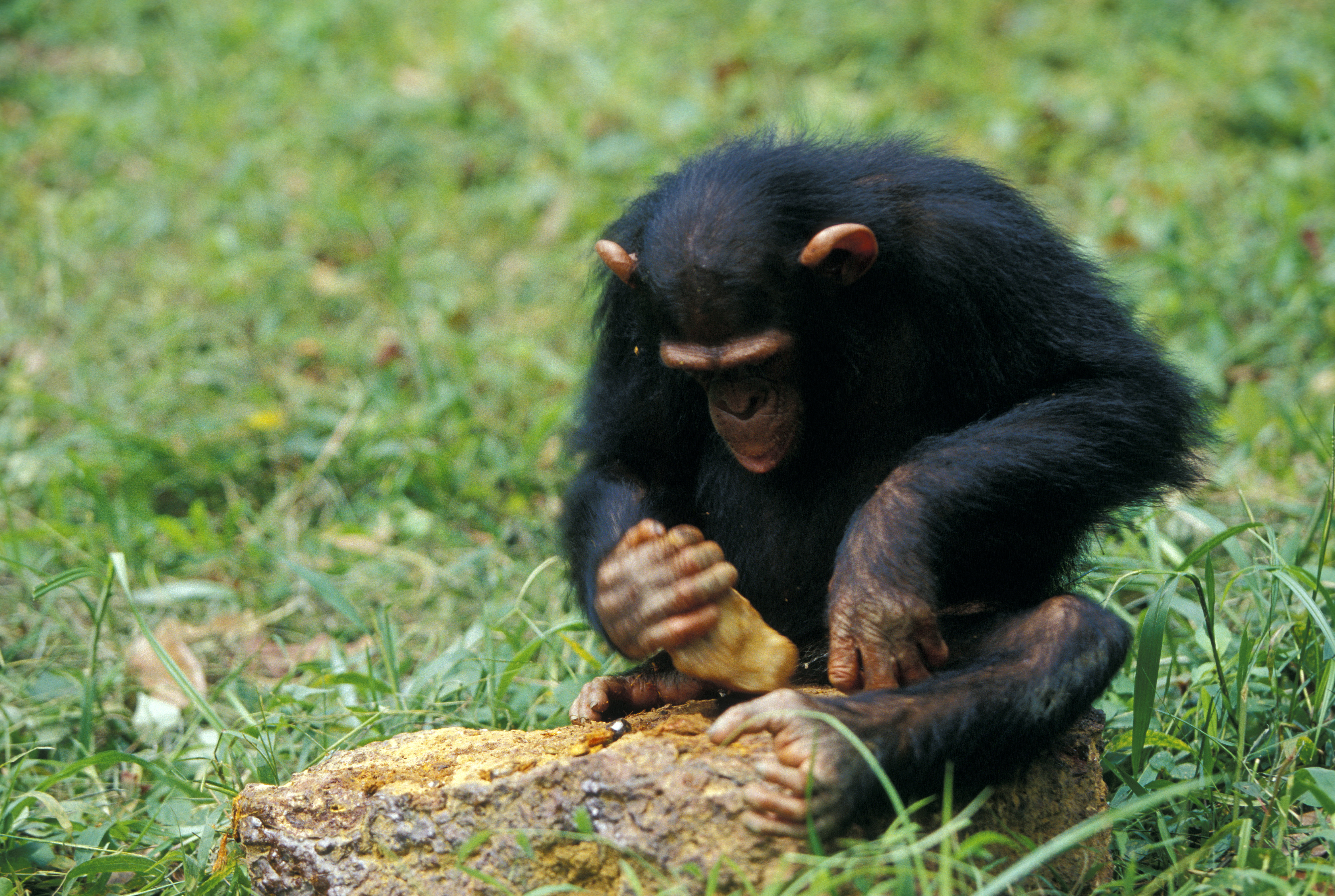 Kiderült, hogyan választják ki a csimpánzok a fát, amin dobolnak