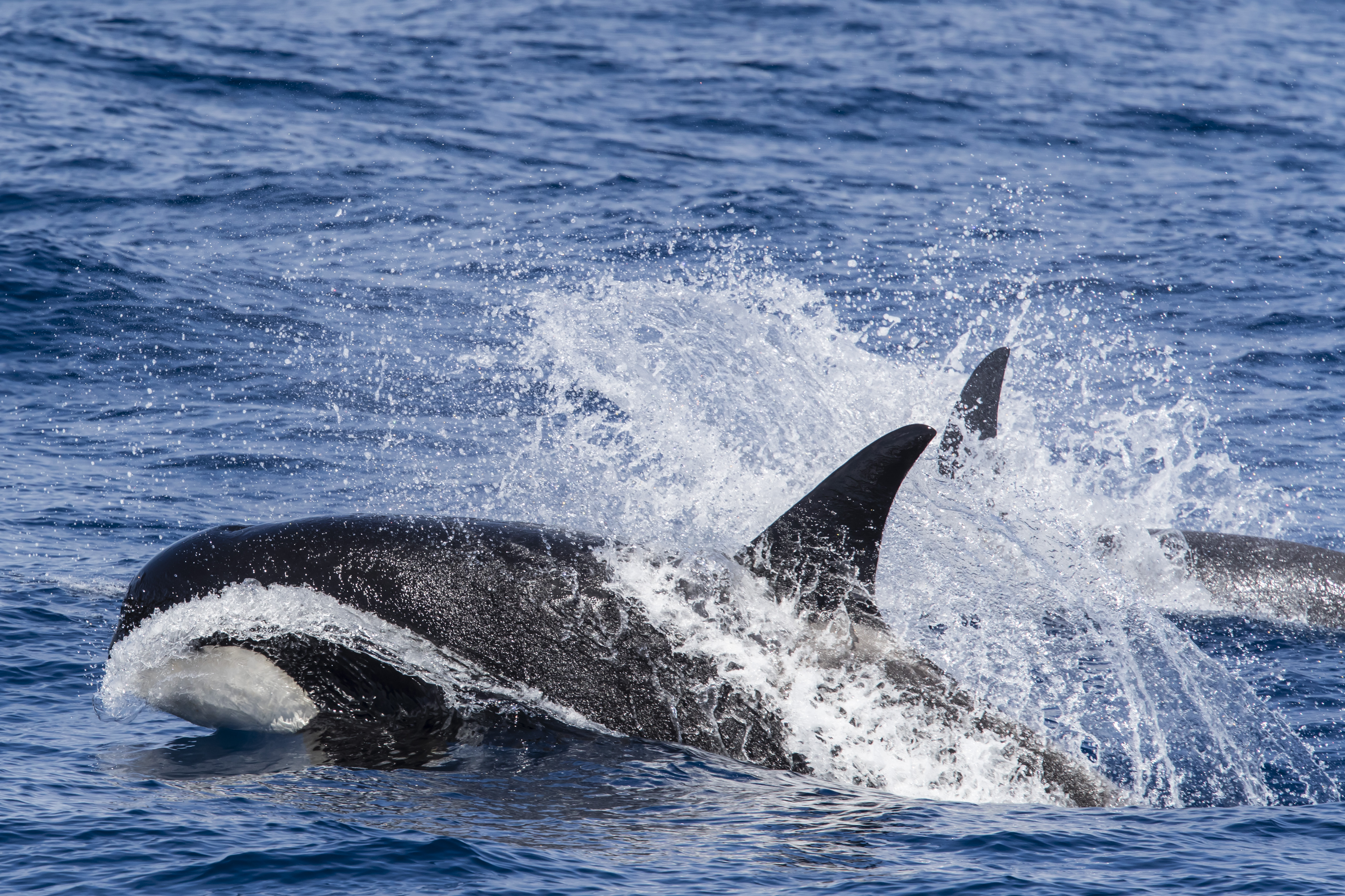 Először láttak kardszárnyú delfineket a szicíliai tengerszorosban