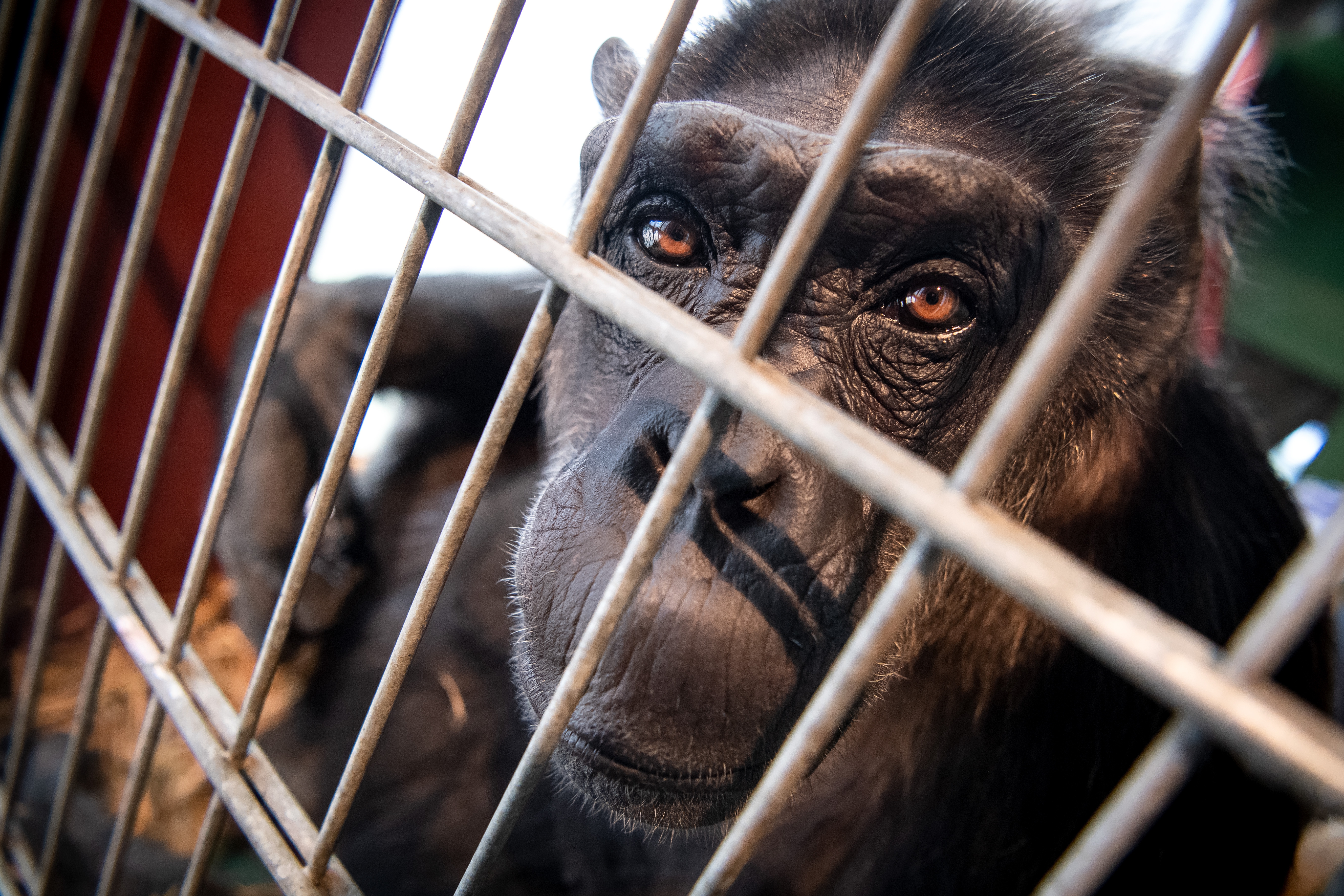Minden bentlakó állat elpusztult, amikor kigyulladt egy majomház Németországban