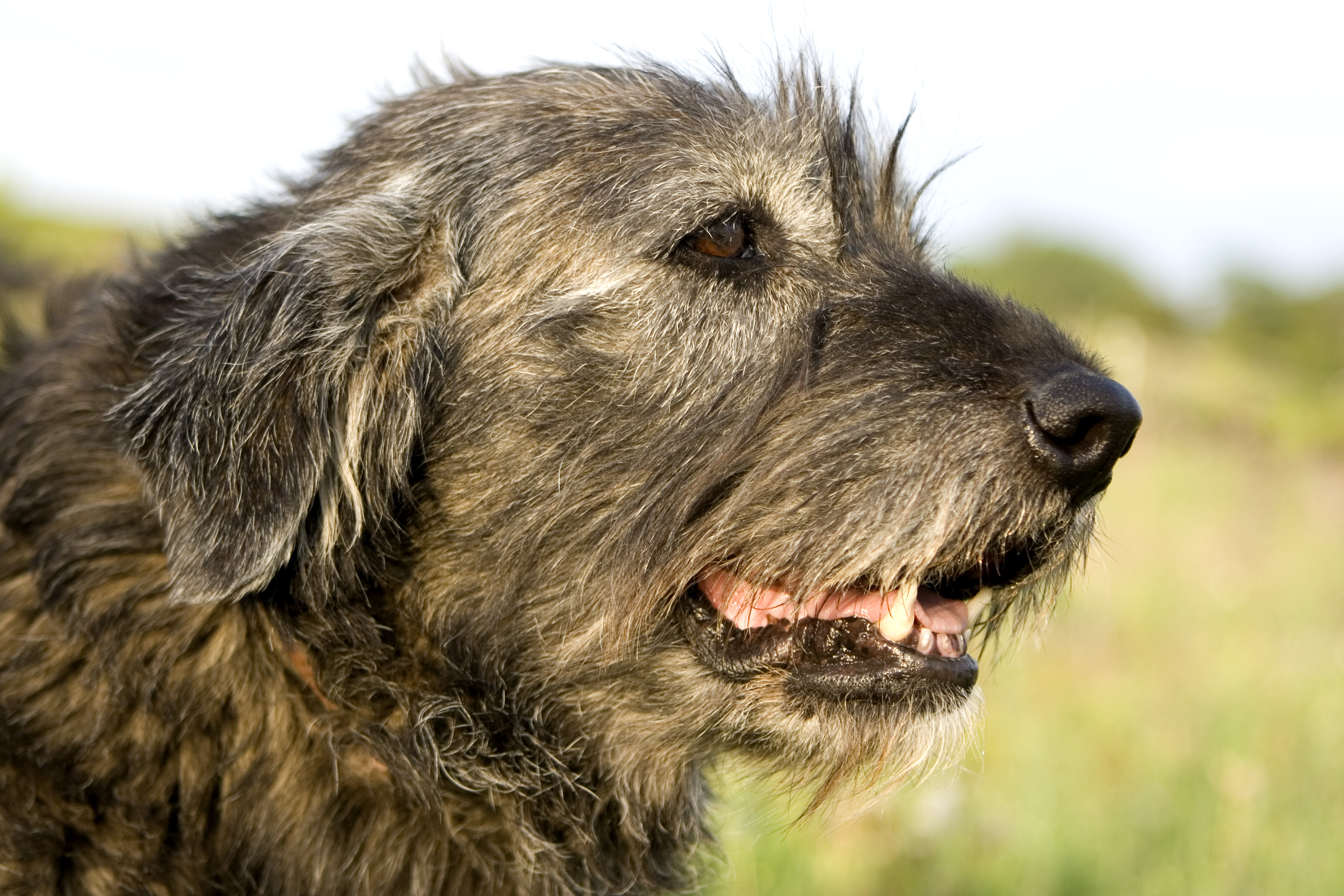 A kutyák érzelemfeldolgozása úgy változik az öregedéssel, ahogy az emberé