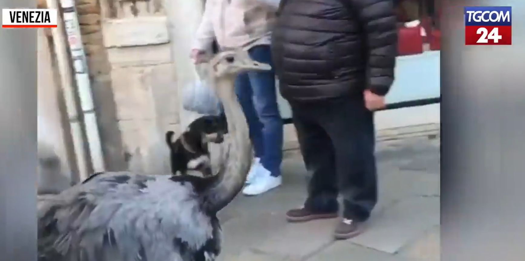 Emukat sétáltató turistákat bírságoltak Velencében