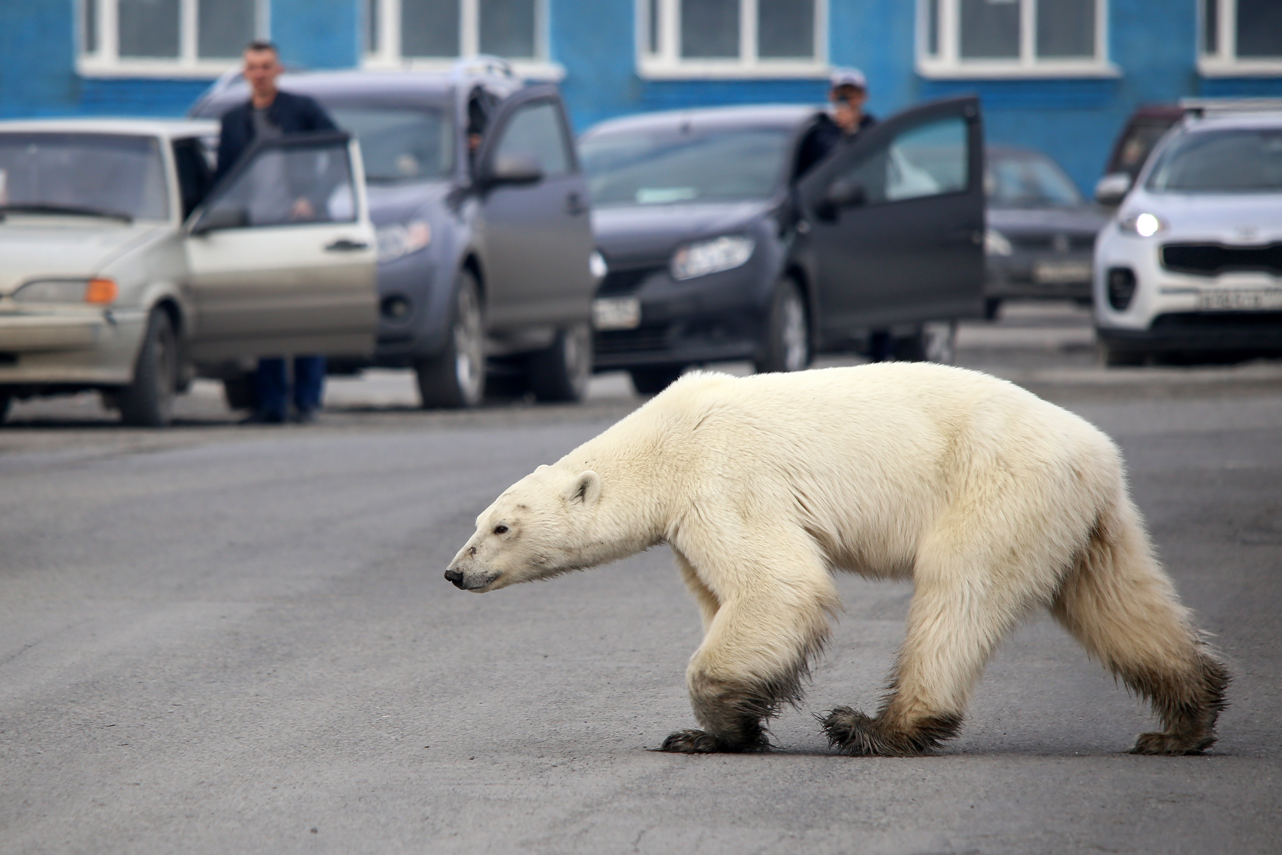 A 22. században már nem lesznek jegesmedvék – számolta ki egy magyar vezetésű kutatócsoport