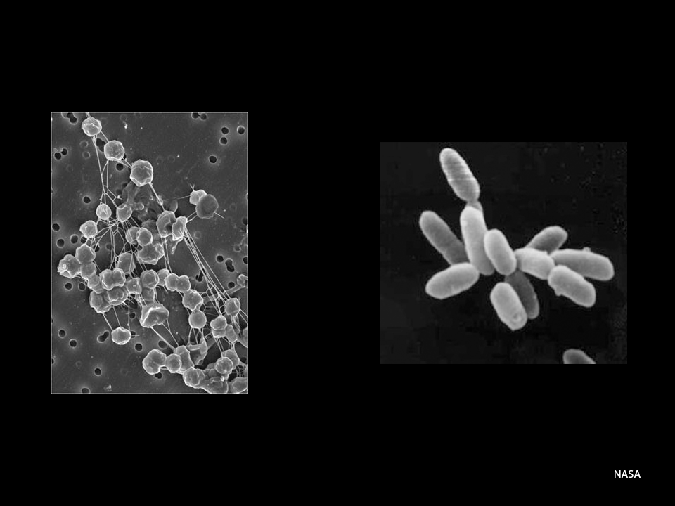 Archaeák elektronmikroszkópos felvételeken. A bal oldali képen metanogén, a jobb oldalin Haloarchaeák láthatók.