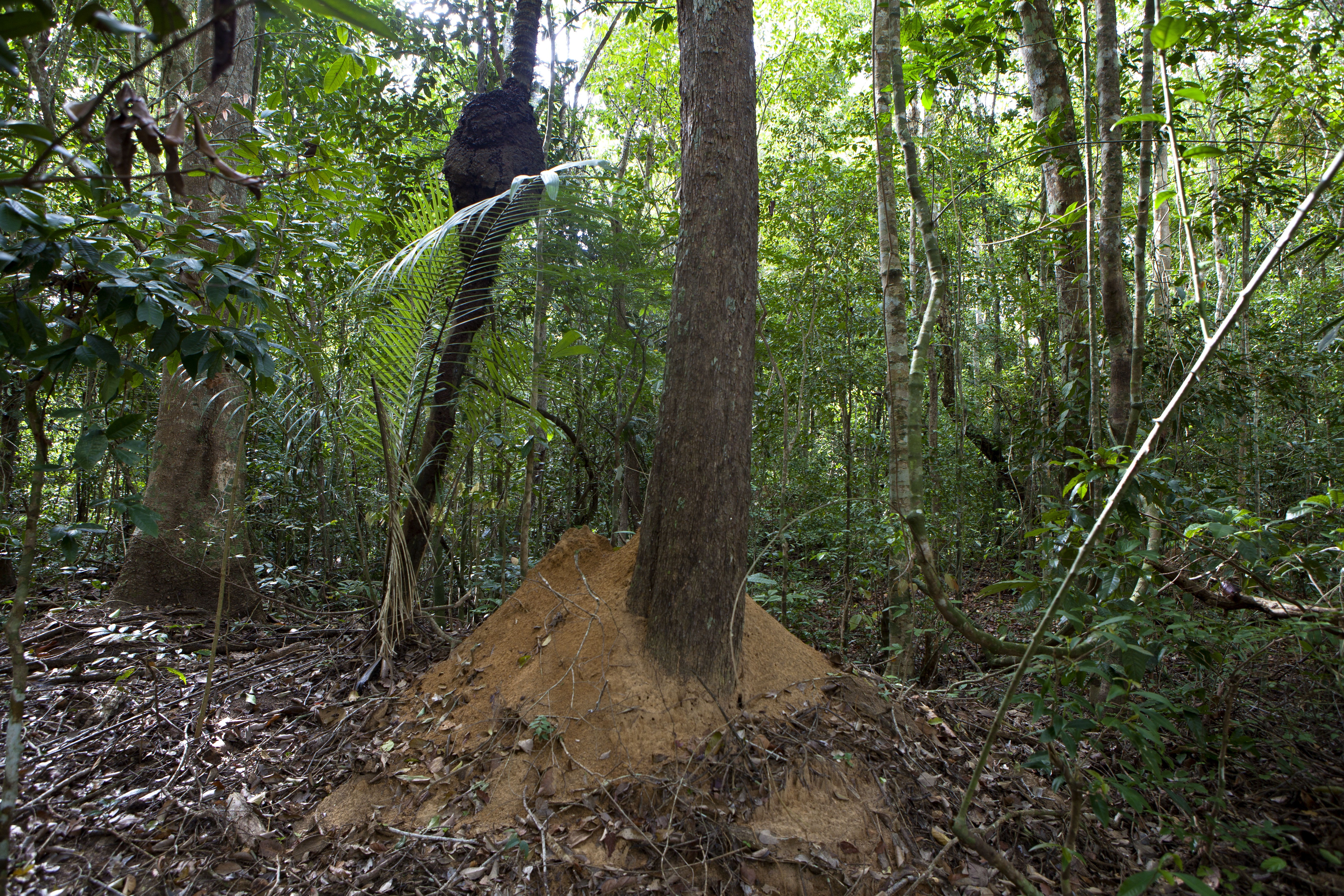31 napig élt rovarokon és férgeken egy férfi az amazóniai esőerdőben, mire megtalálták