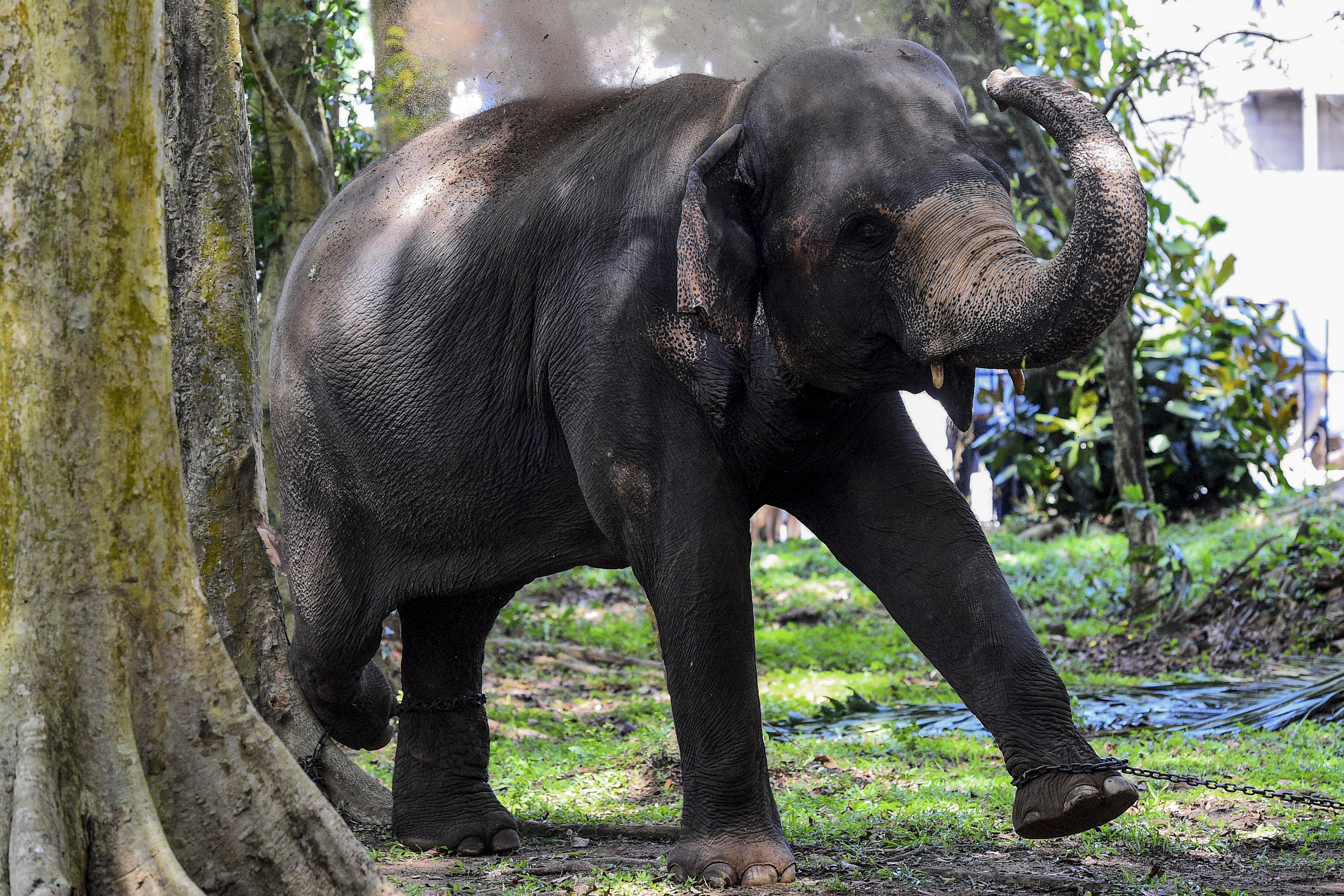 Rekordszámban pusztultak tavaly az elefántok Sri Lankán