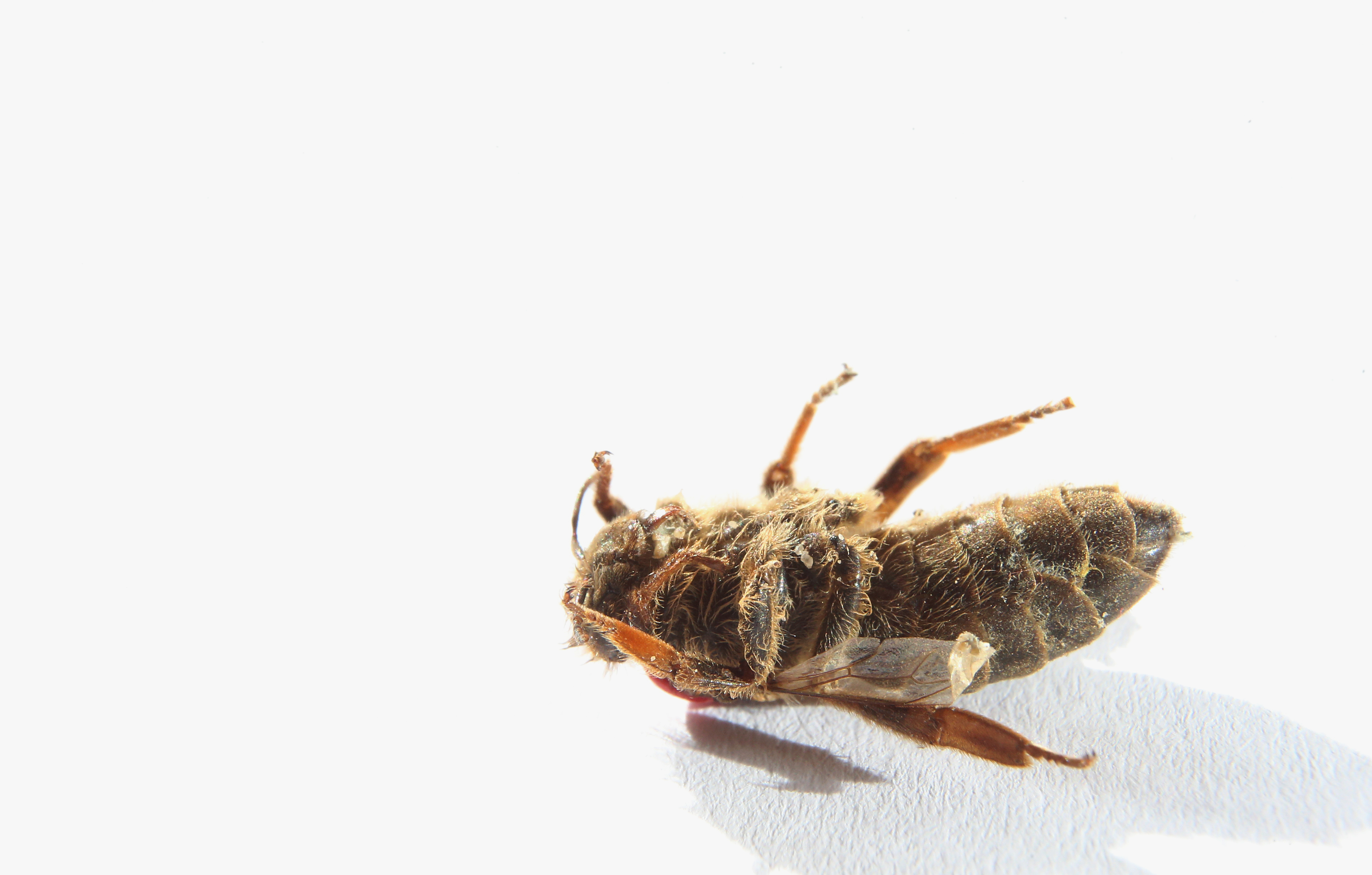 A rovarfajok 41 százaléka a kihalás szélén áll, készül a rovarvédelmi akcióterv