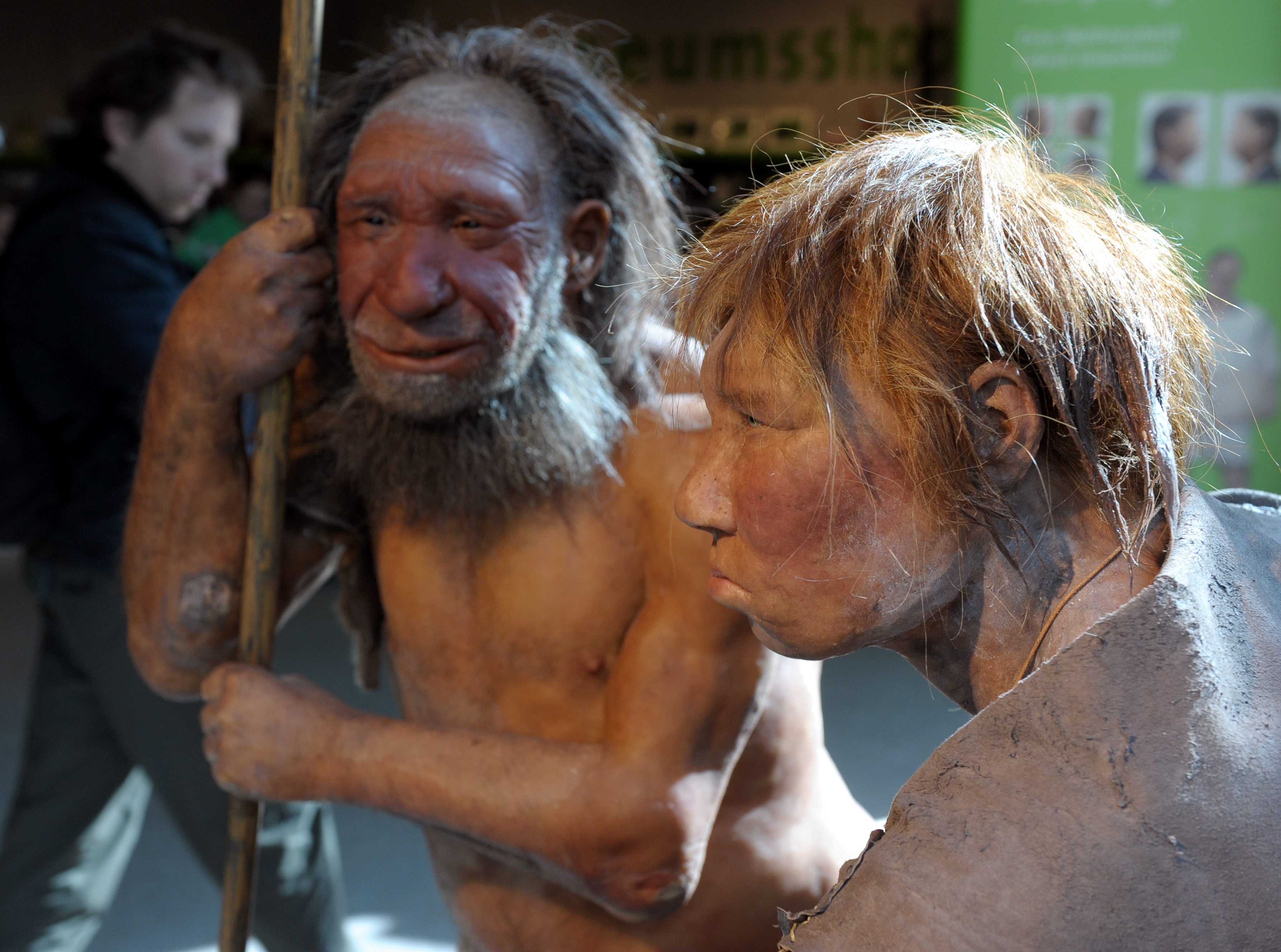 Neandervölgyiek a németországi Neandervölgyi Múzeumban