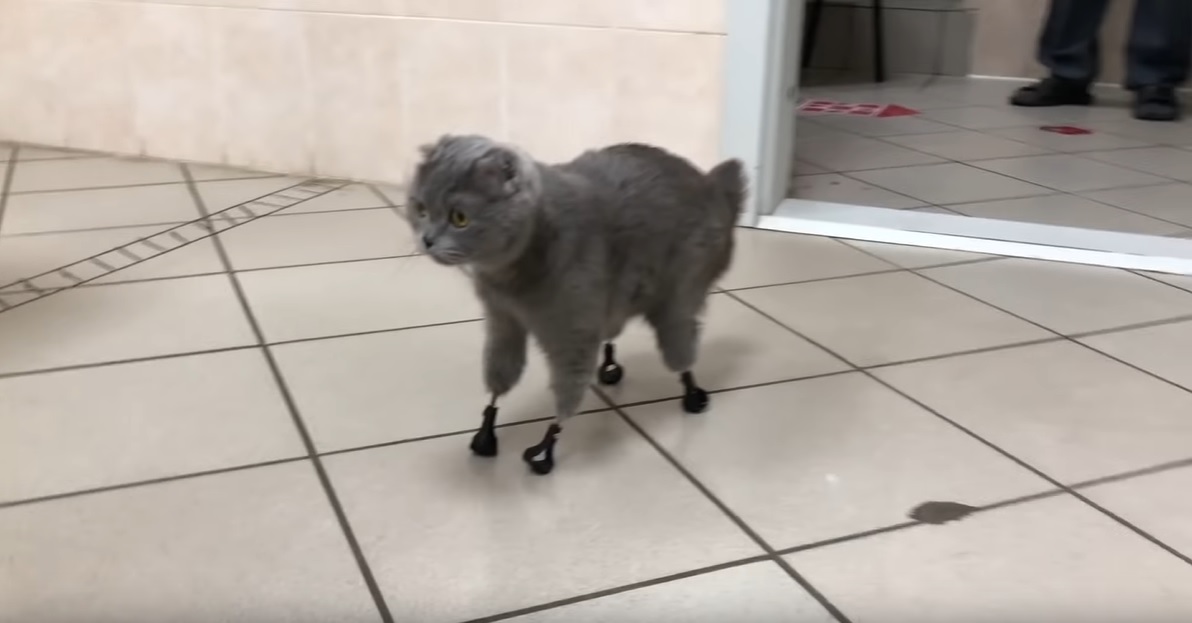 Ez a szibériai macska kapott négy titániummancsot, de úgy szaladgál velük, mintha igaziak lennének