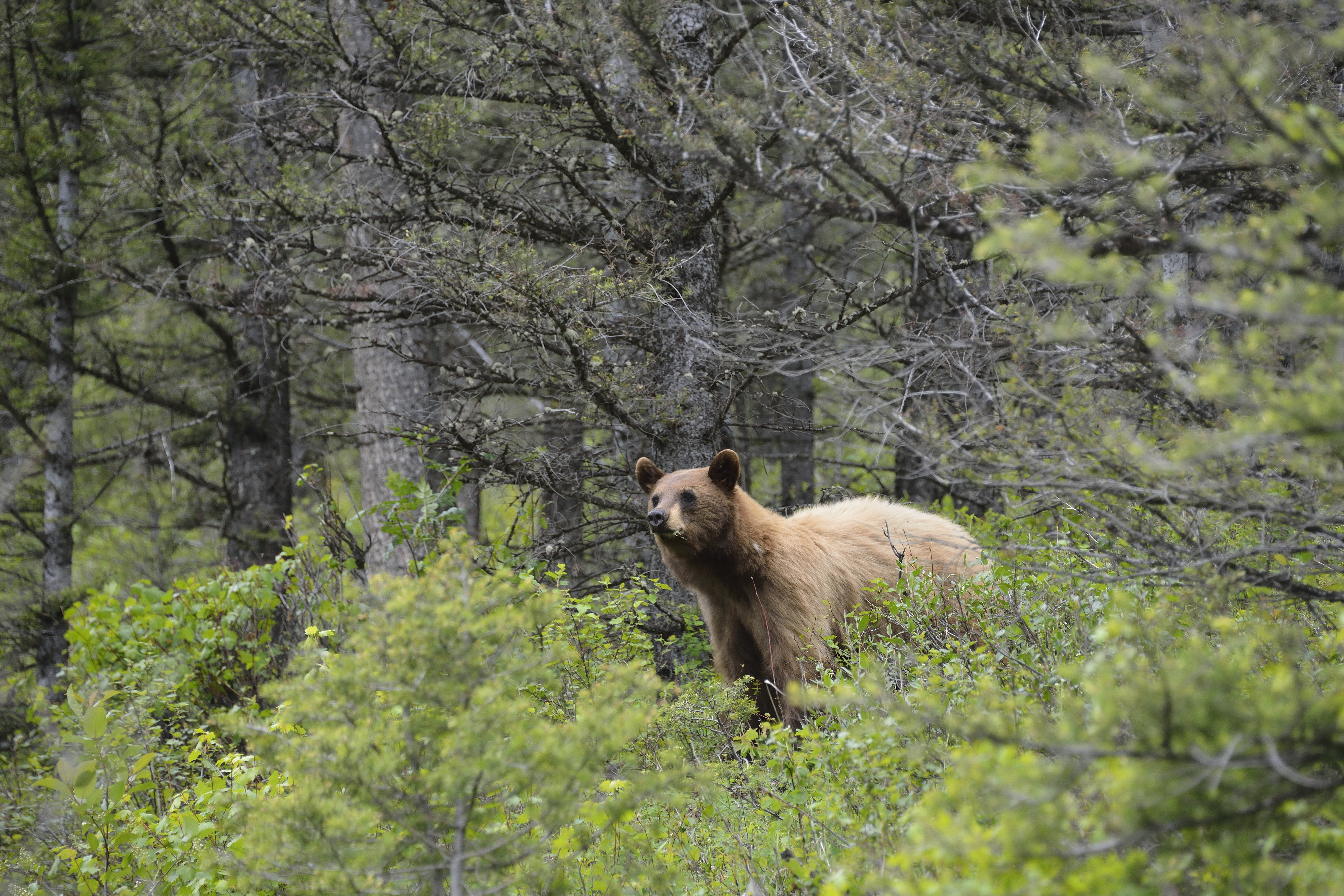 Fahéjszínű baribál (Ursus americanus cinnamomum) a Yellowstone Parkban