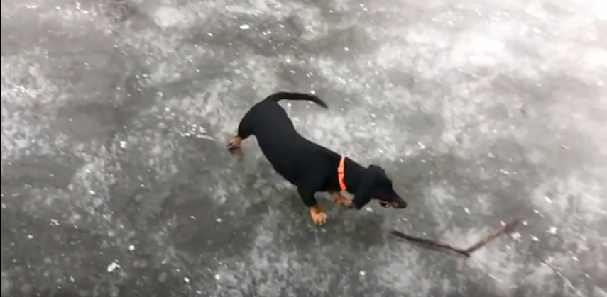 Szívattál már kutyát jégen? Ez 2020 téli élménysportja!