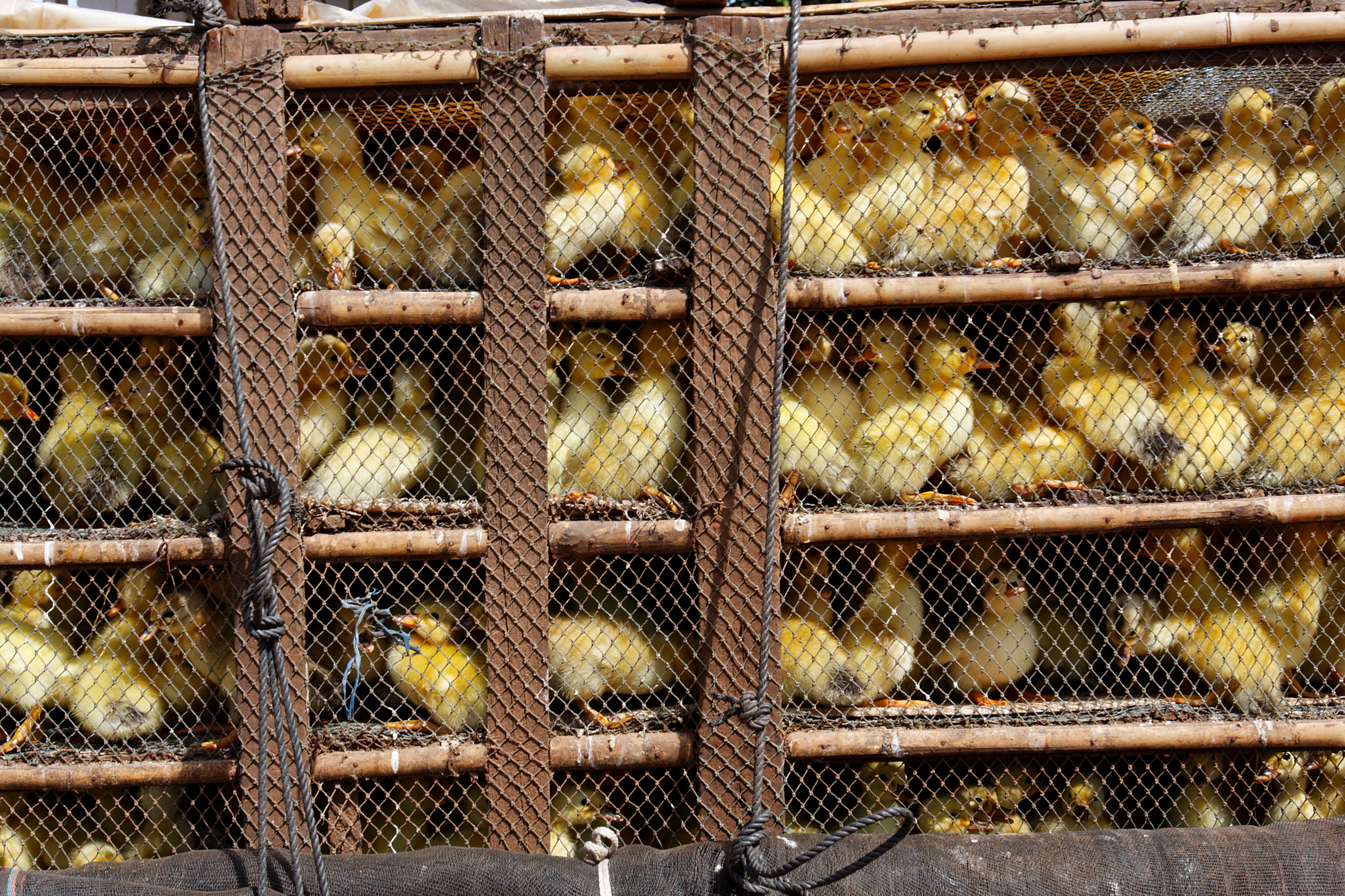 37 ezer pecsenyekacsát kell levágni egy szabolcsi telepen madárinfluenza miatt