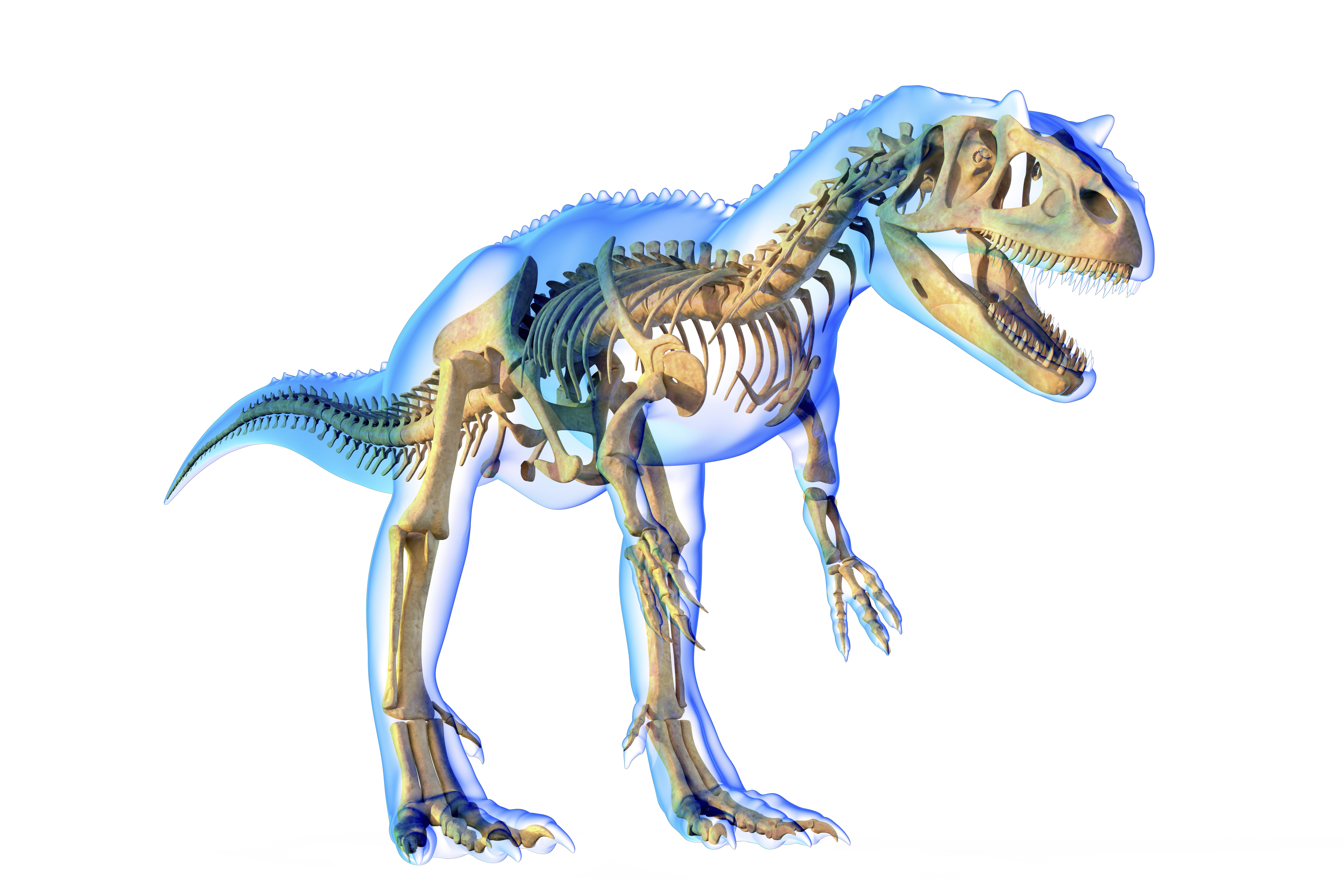 Új ragadozó dinoszauruszfajt azonosítottak, itt az Allosaurus jimmadseni