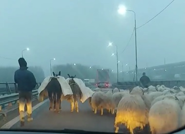 A romániai A2-es autópálya Duna-hídján terelte a nyáját egy pásztor