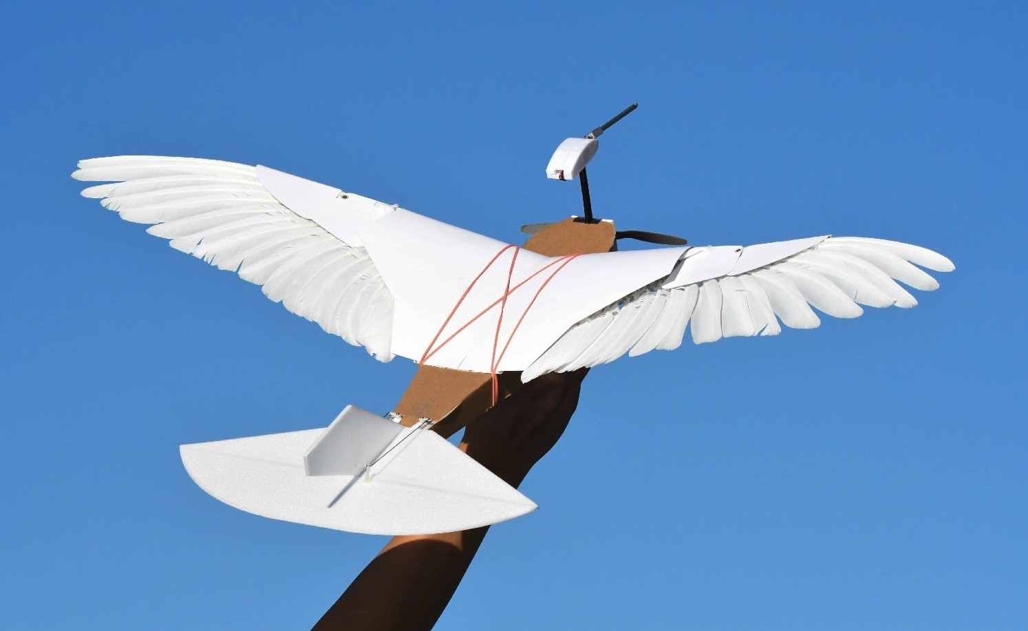 Szépen száll a robotgalamb, amely segíthet megérteni, hogyan repülnek a madarak