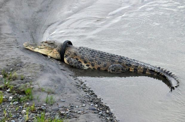 Jutalmat ajánlottak fel Indonéziában annak, aki leszedi a négyméteres krokodil nyakáról a rászorult abroncsot