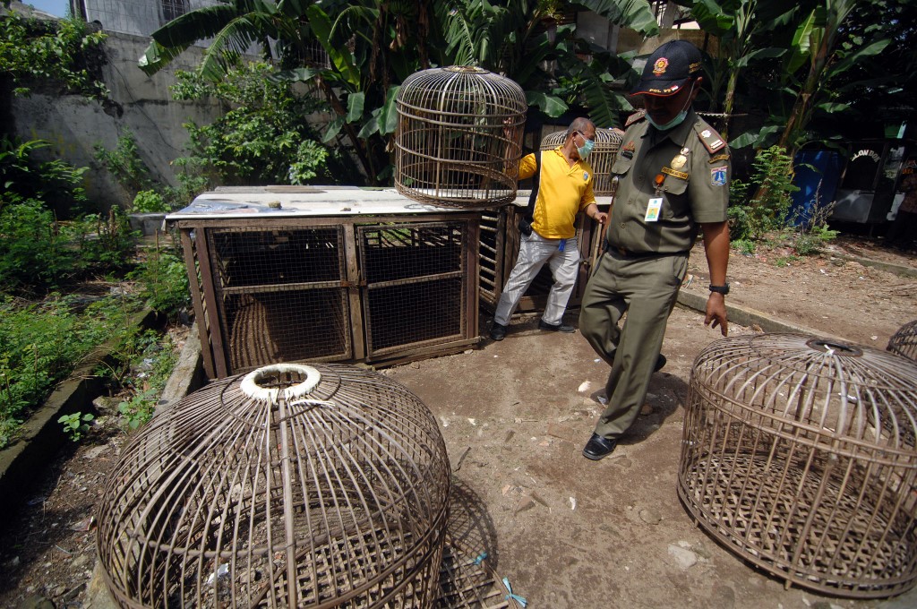Elkapta a madárinfluenzát egy kilencéves kislány Ecuadorban