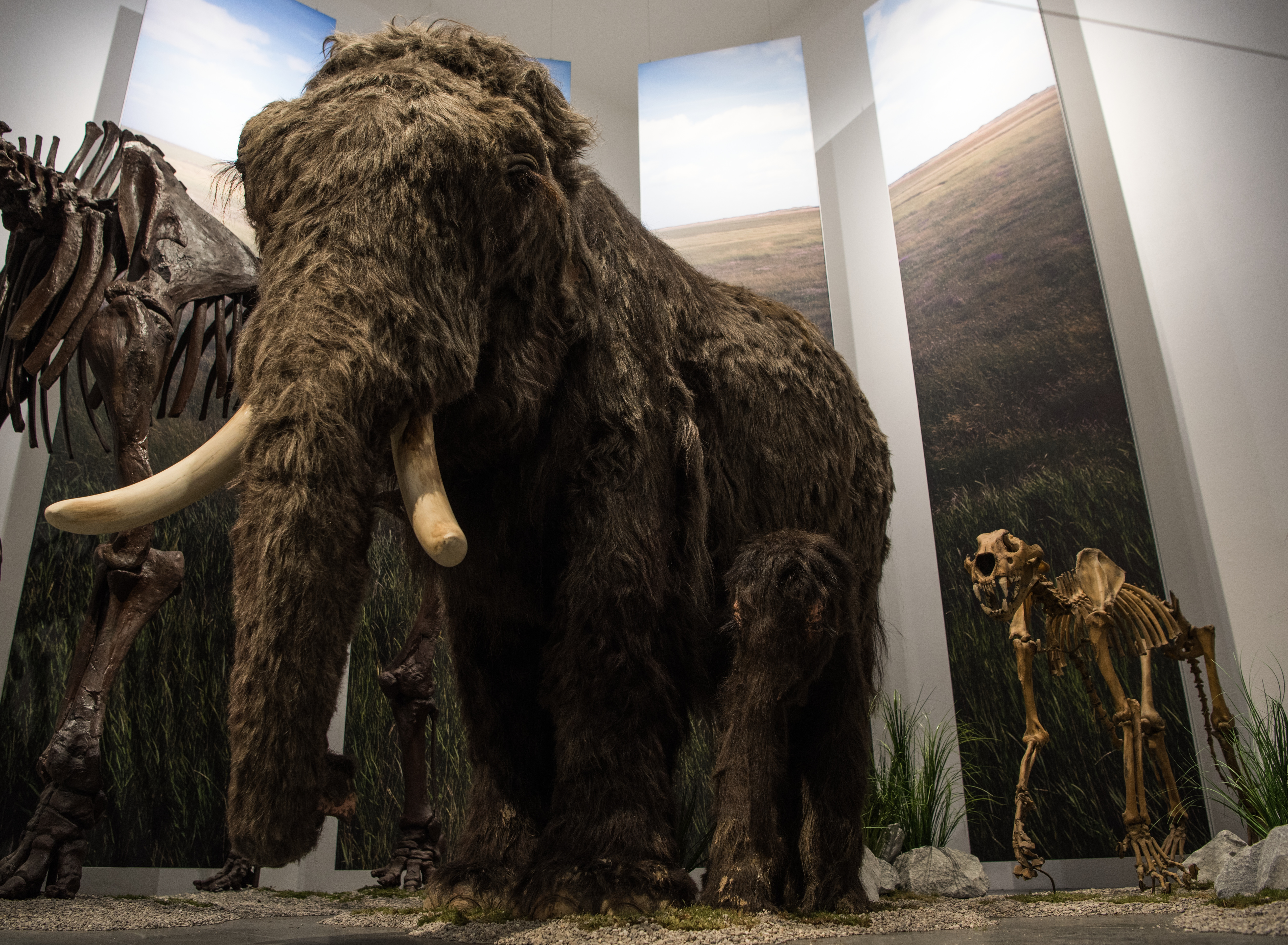 Az utolsó mamutok cukorbetegek és terméketlenek voltak, és még a virágillatot sem érezték