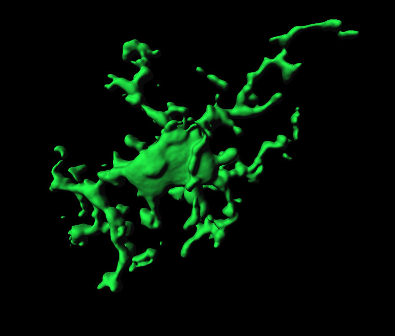Mikroglia-sejt 3D-s számítógépes rajza