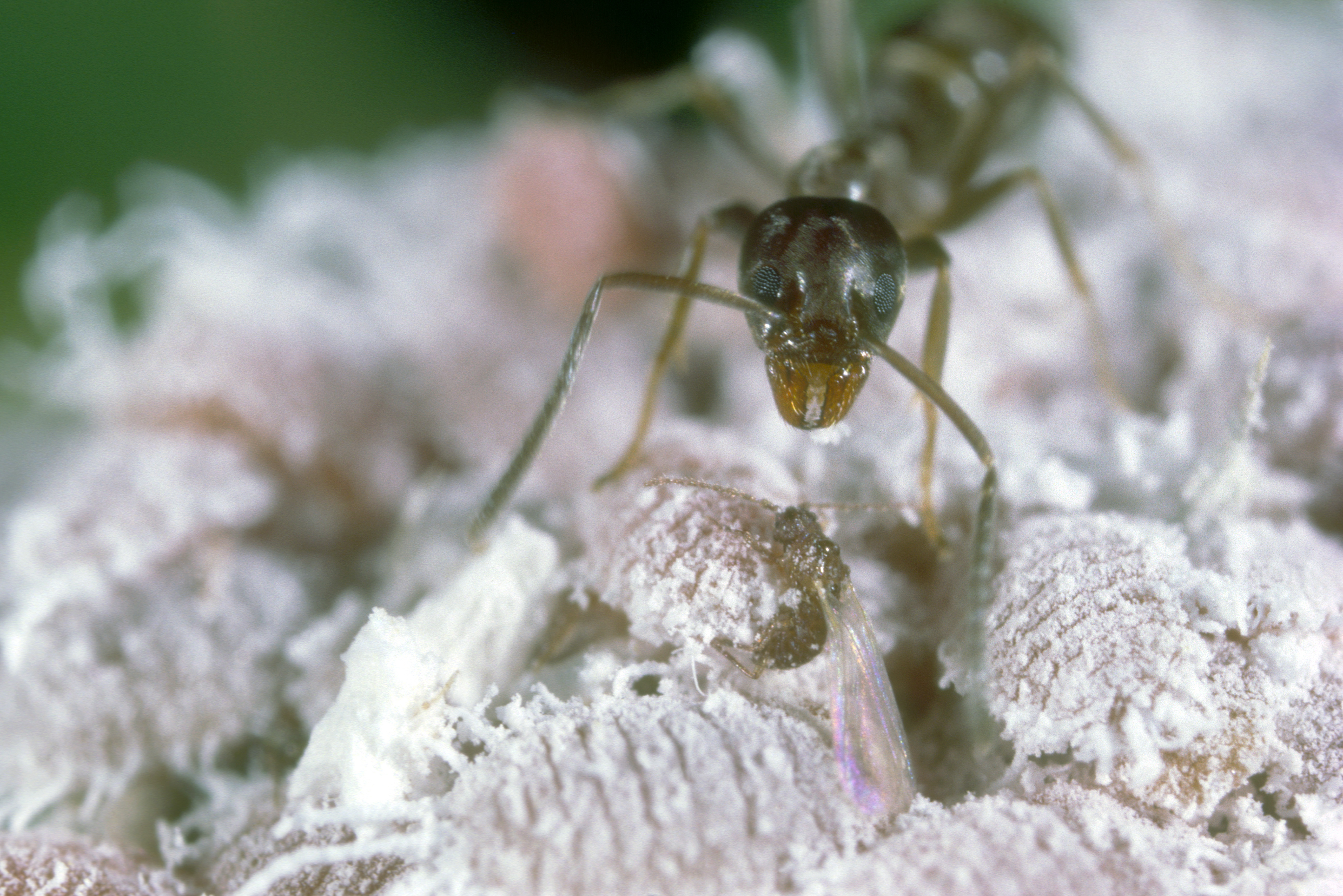 Alpesi hangyák adhatnak magyarázatot a szuperkolóniákra