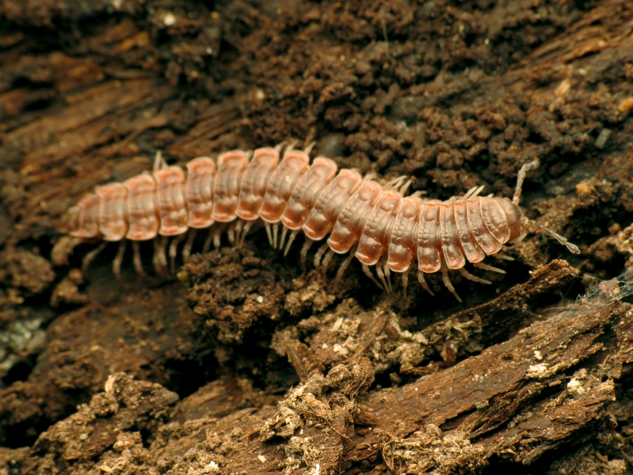 Eumillipes persephone