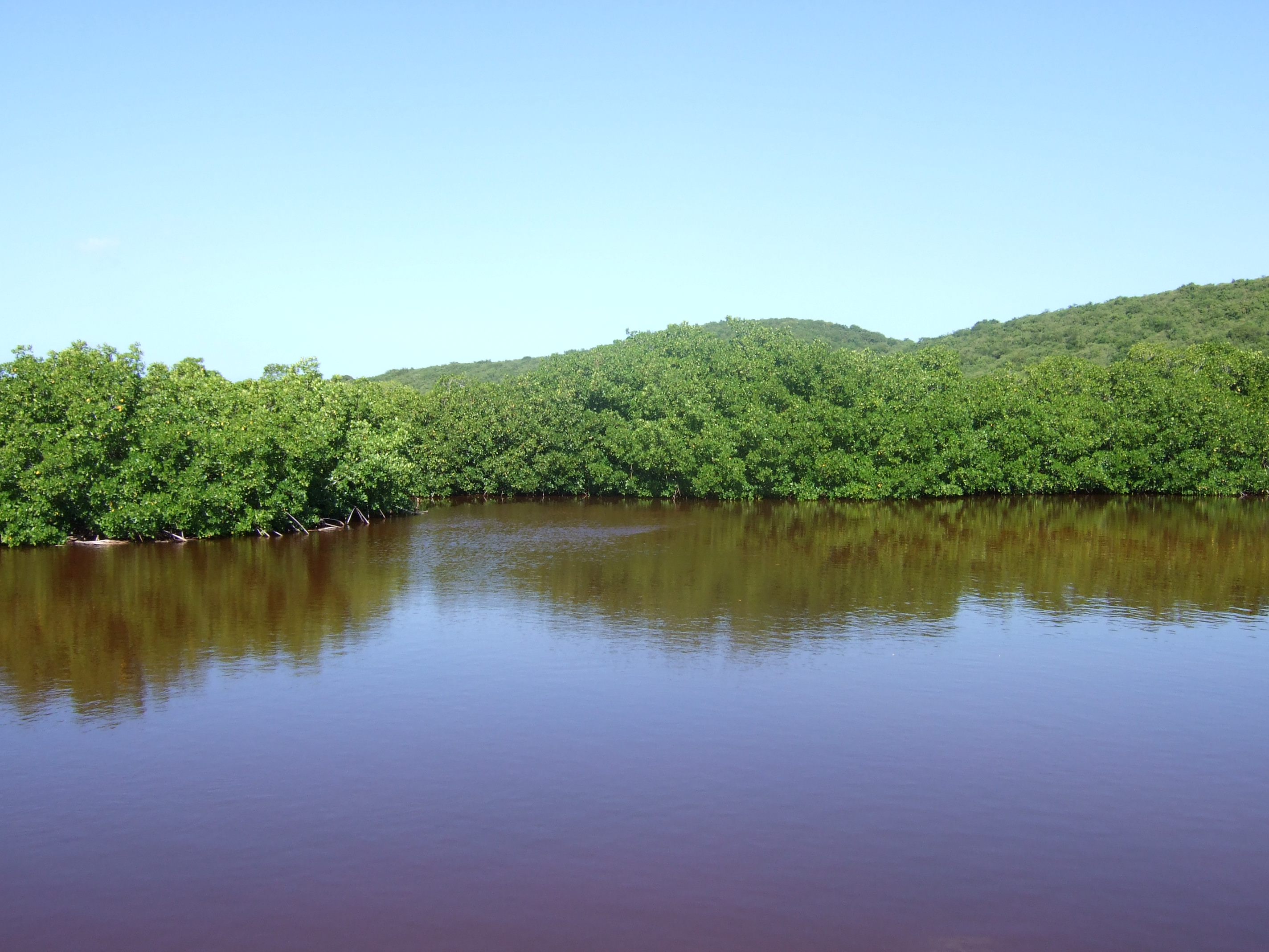 Vörös mangrove erdő Puerto Rico partjainál