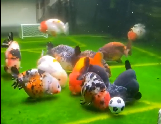 Láttál már halakat focizni? Igen, halakat
