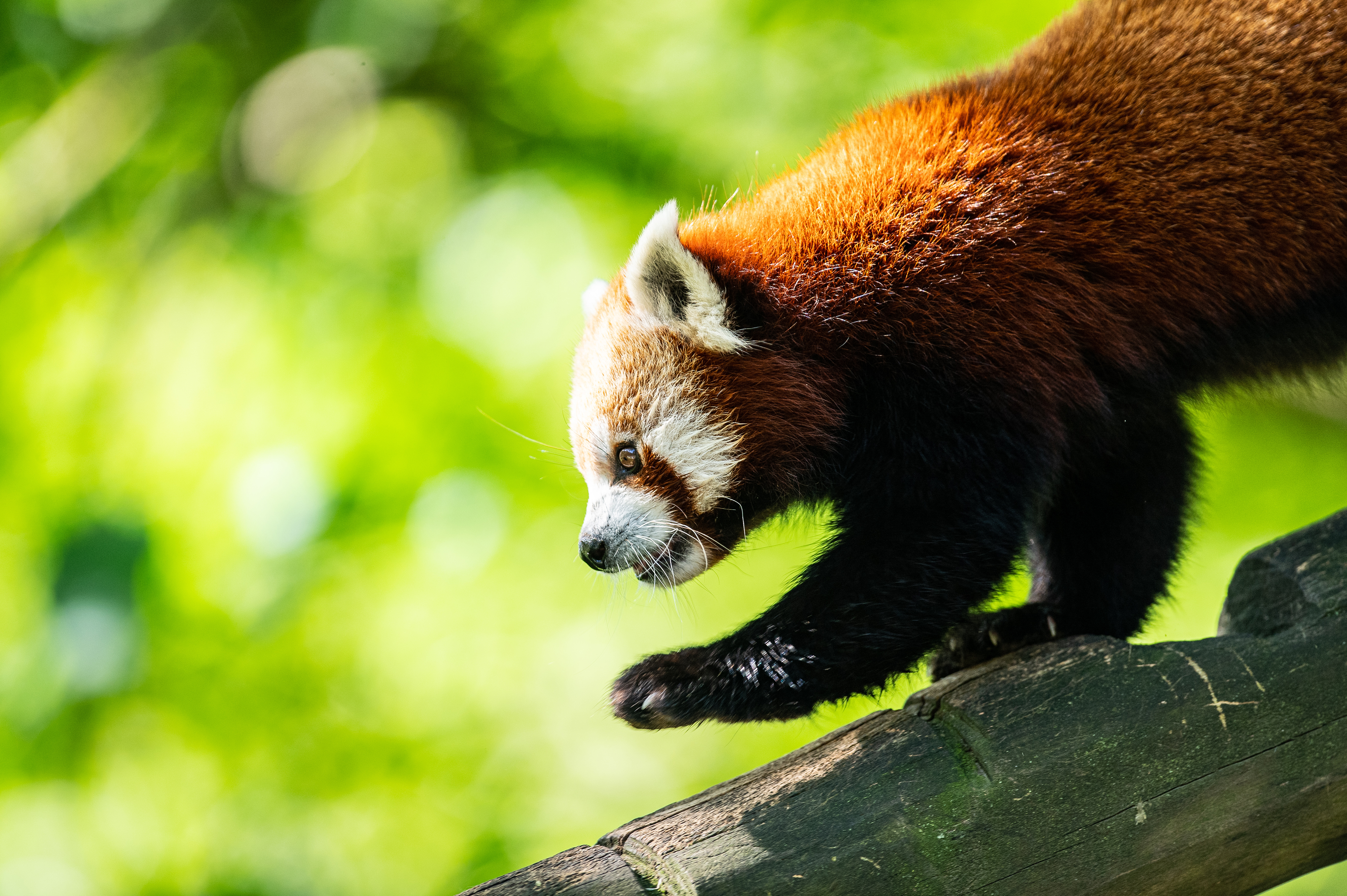 Himalájai vörös panda a dortmundi állatkertben