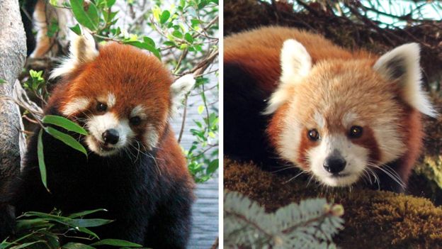 Balra a kínai, jobbra a himalájai vörös panda