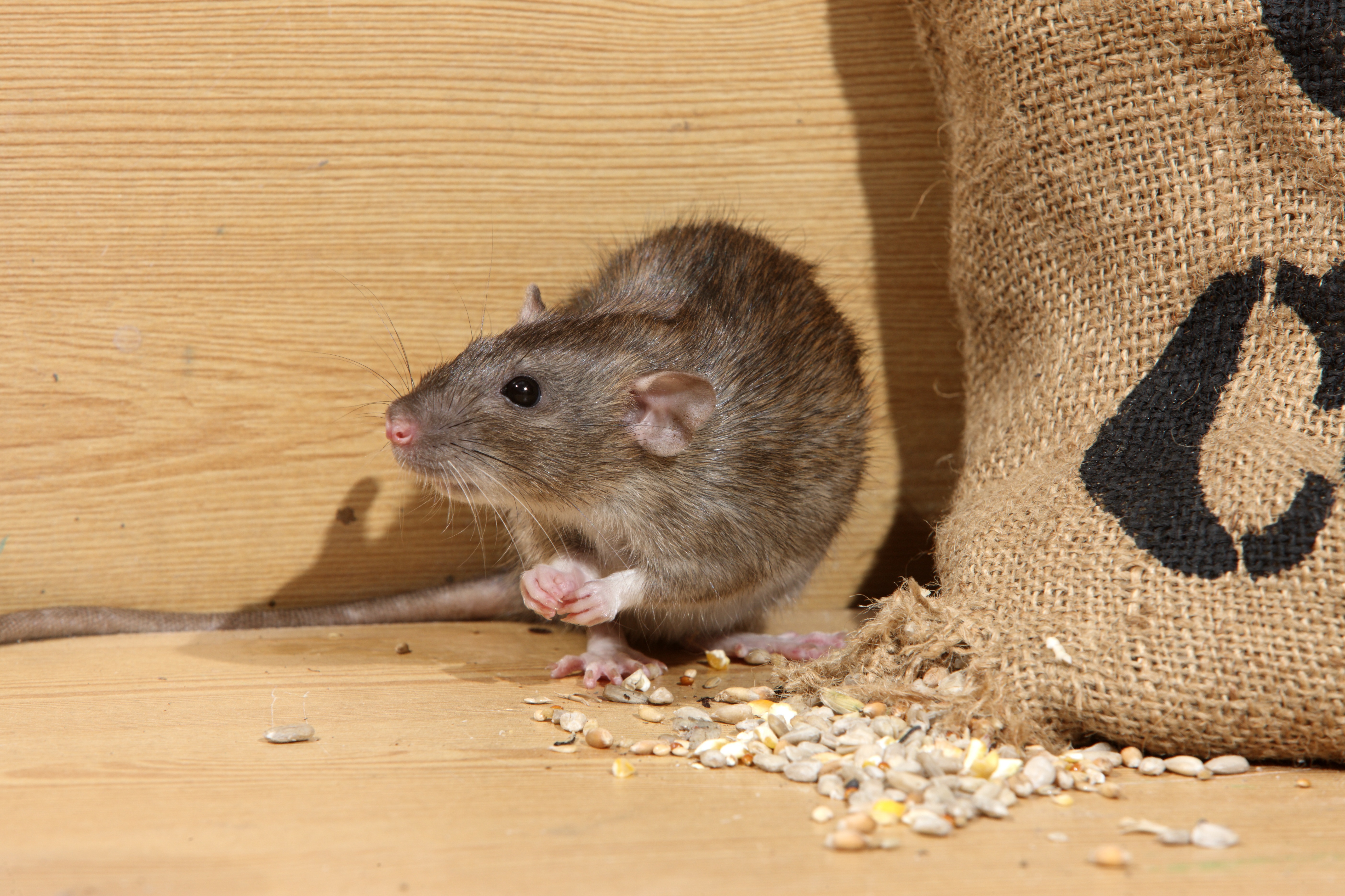 A patkányok génmutációval alkalmazkodnak az emberek étrendjéhez